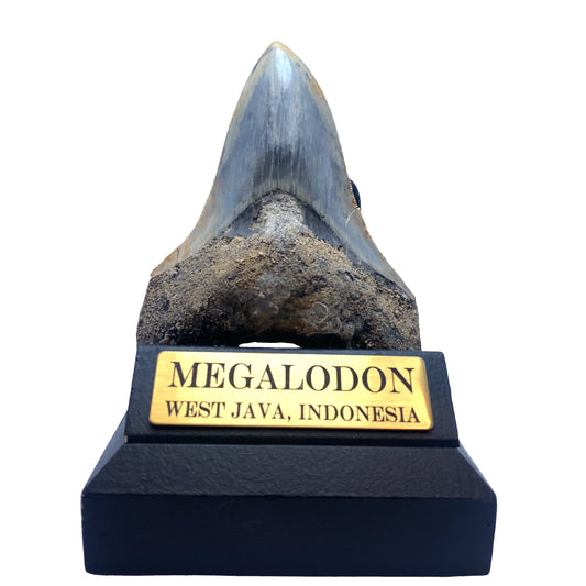 111mm Megalodon Tooth Fossil from West Java, Indonesia (Repaired)