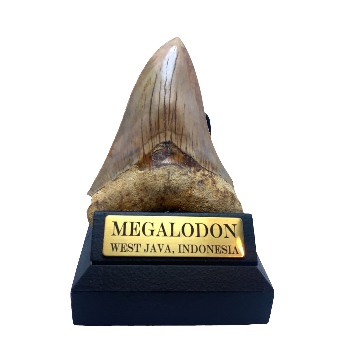 115 mm Megalodon Tooth from West Java, Indonesia