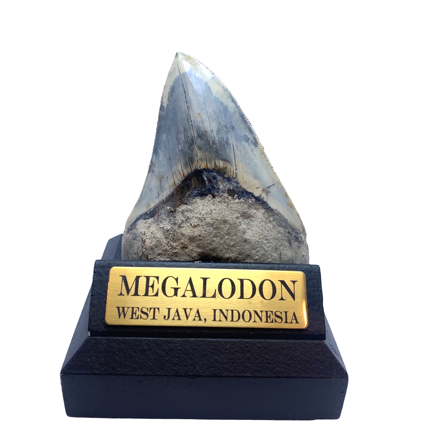 104 mm Megalodon Tooth from West Java, Indonesia (Root Restored)