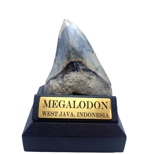 104 mm Megalodon Tooth from West Java, Indonesia (Root Restored)