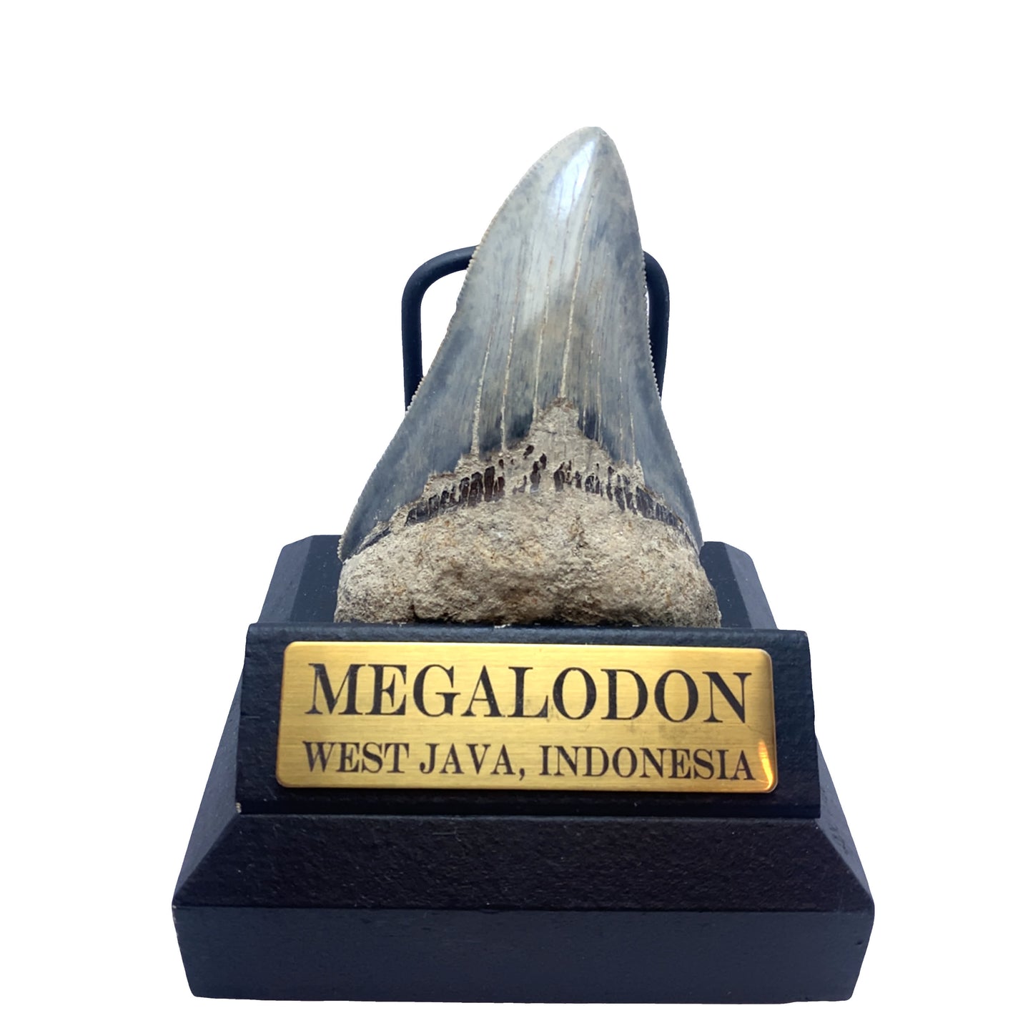 93mm Fossilized Megalodon Tooth from West Java, Indonesia (Root Restored)