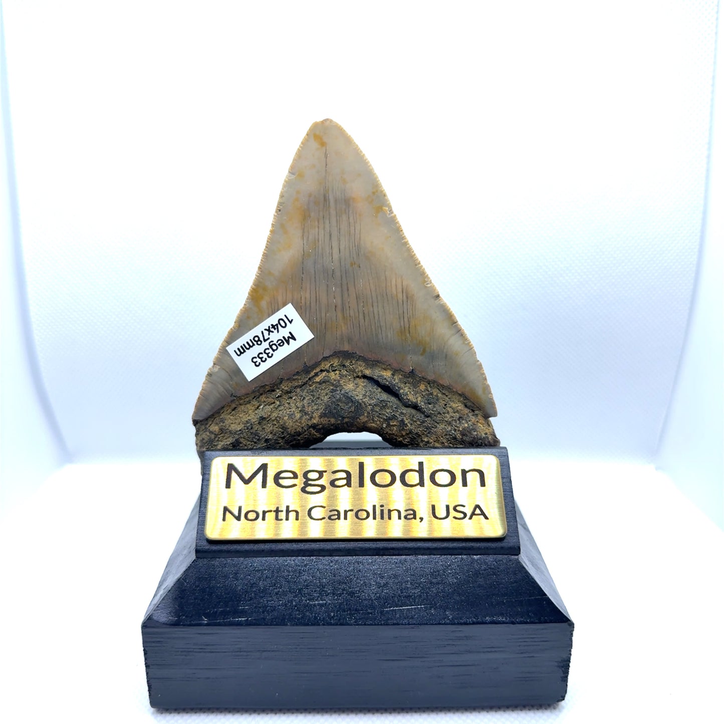 104x78mm natural Megalodon tooth fossil from North Carolina USA - MEG333 image 1