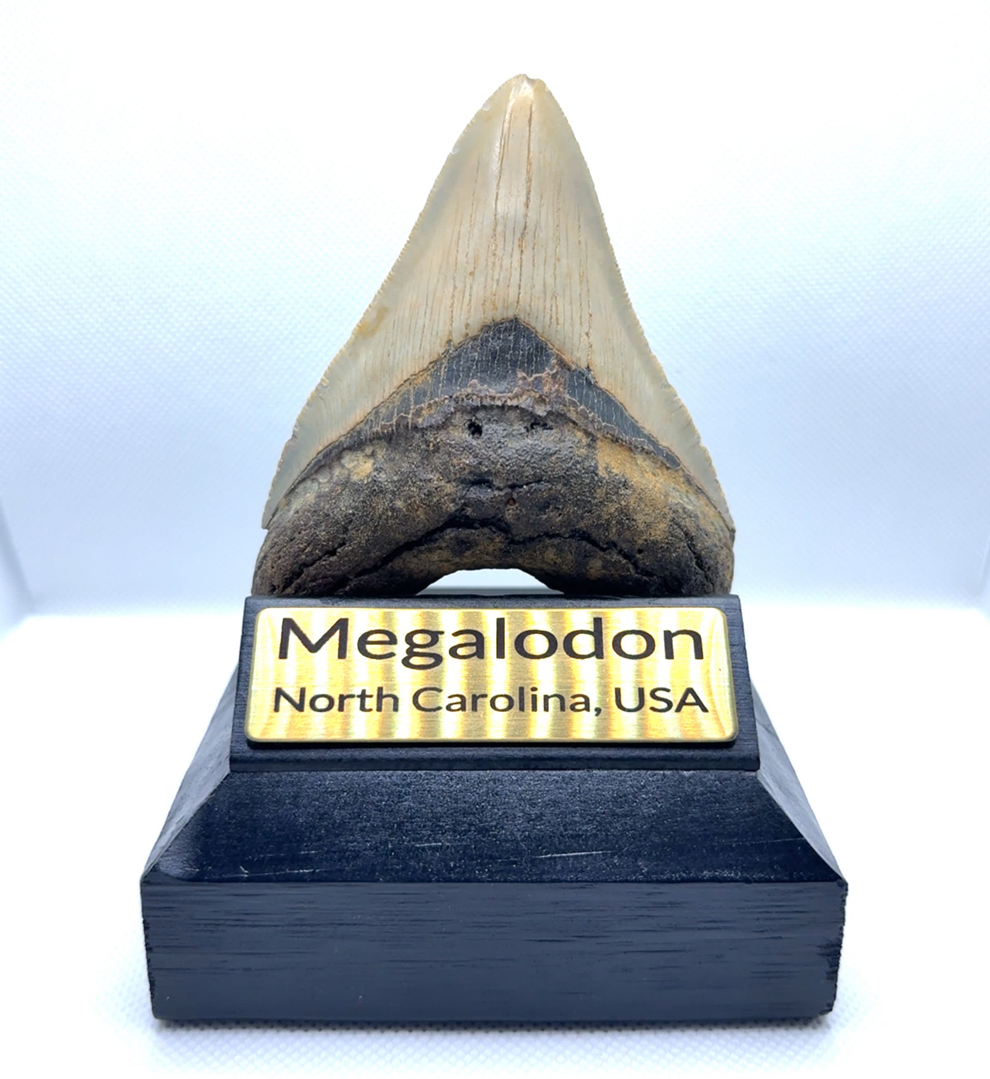 104x78mm natural Megalodon tooth fossil from North Carolina USA - MEG333 image 2
