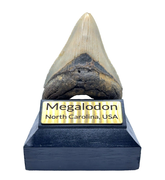104x78mm natural Megalodon tooth fossil from North Carolina USA - MEG333 image 2