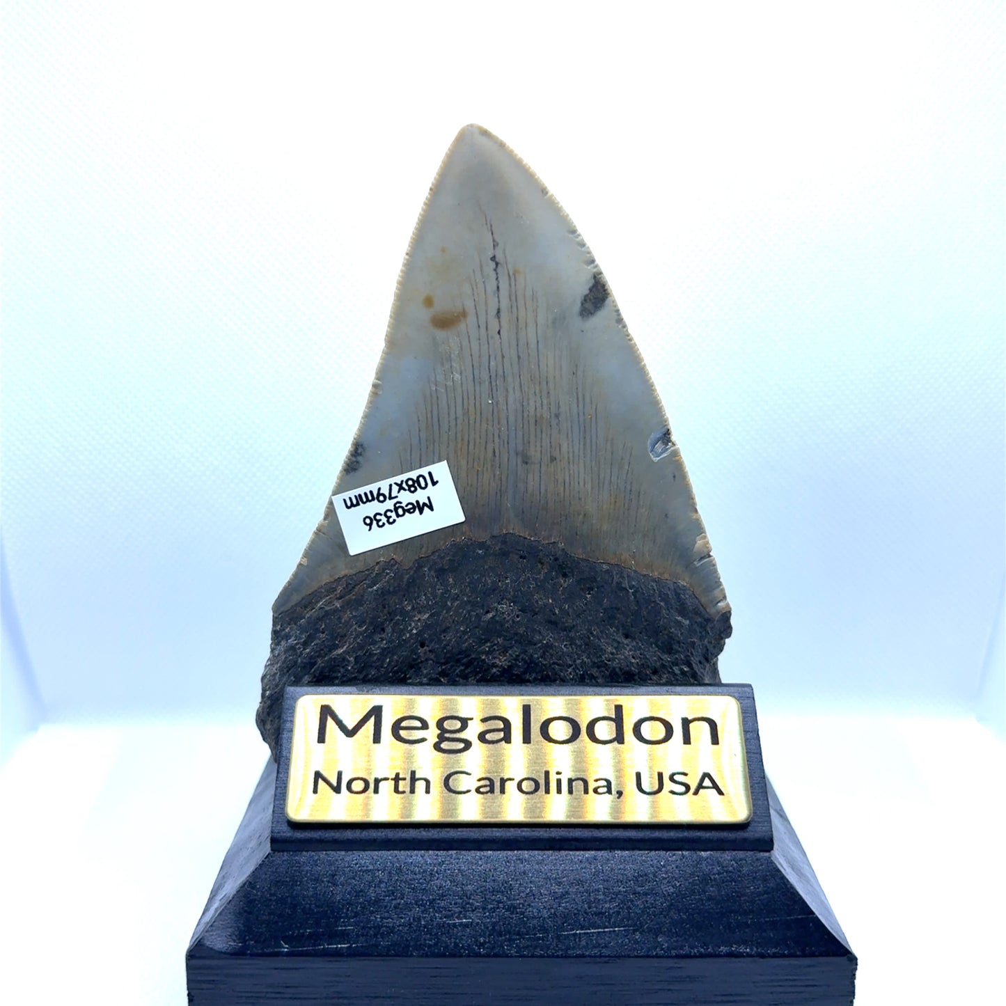 109x79mm natural Megalodon tooth fossil from North Carolina USA - MEG366 image 1