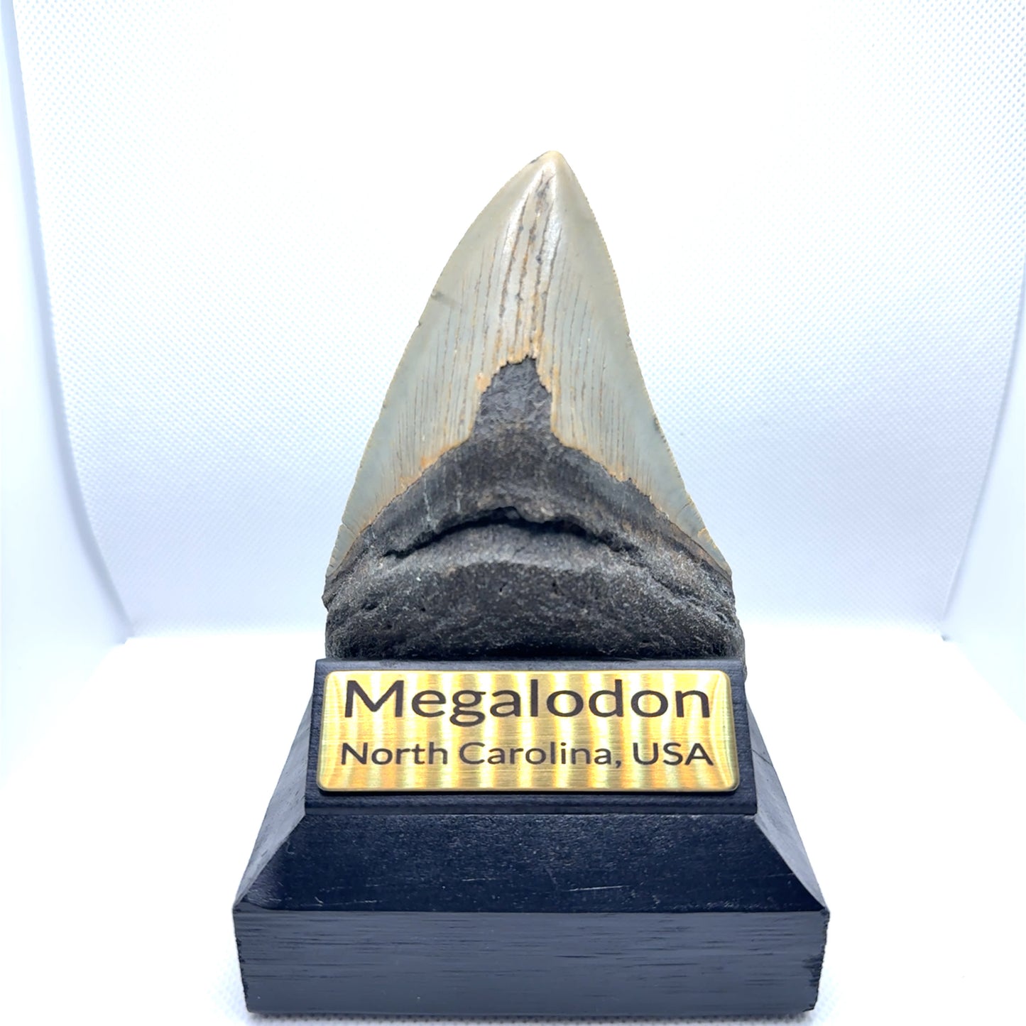 109x79mm natural Megalodon tooth fossil from North Carolina USA - MEG366 image 2