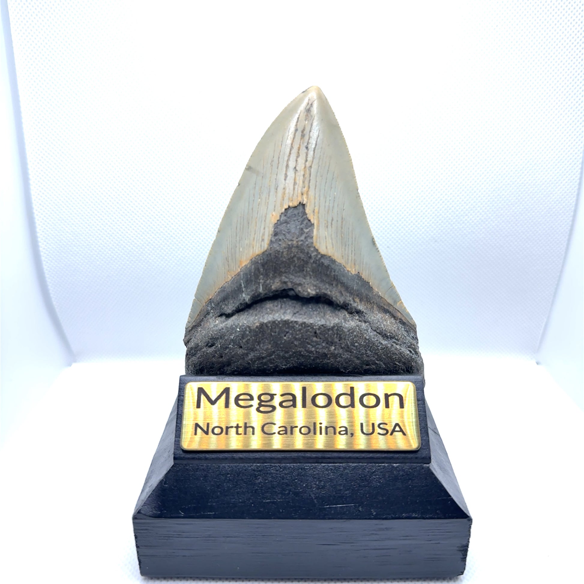 109x79mm natural Megalodon tooth fossil from North Carolina USA - MEG366 image 2