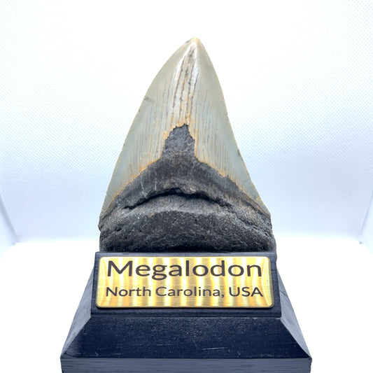 109x79mm natural Megalodon tooth fossil from North Carolina USA - MEG366 image 2