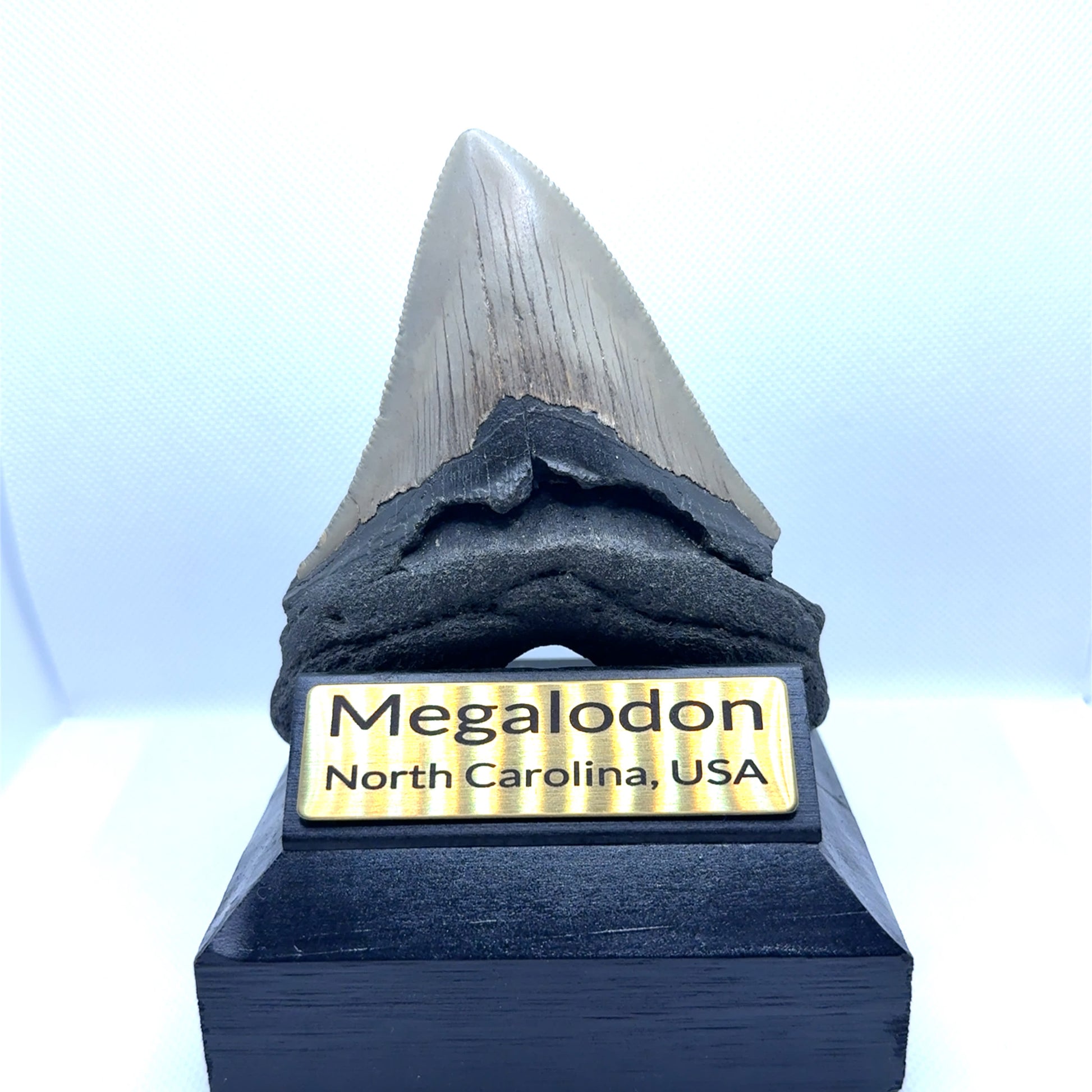 107x89mm natural Megalodon tooth fossil from North Carolina USA - MEG330 image 1
