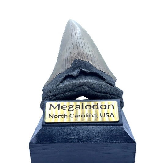 107x89mm natural Megalodon tooth fossil from North Carolina USA - MEG330 image 1