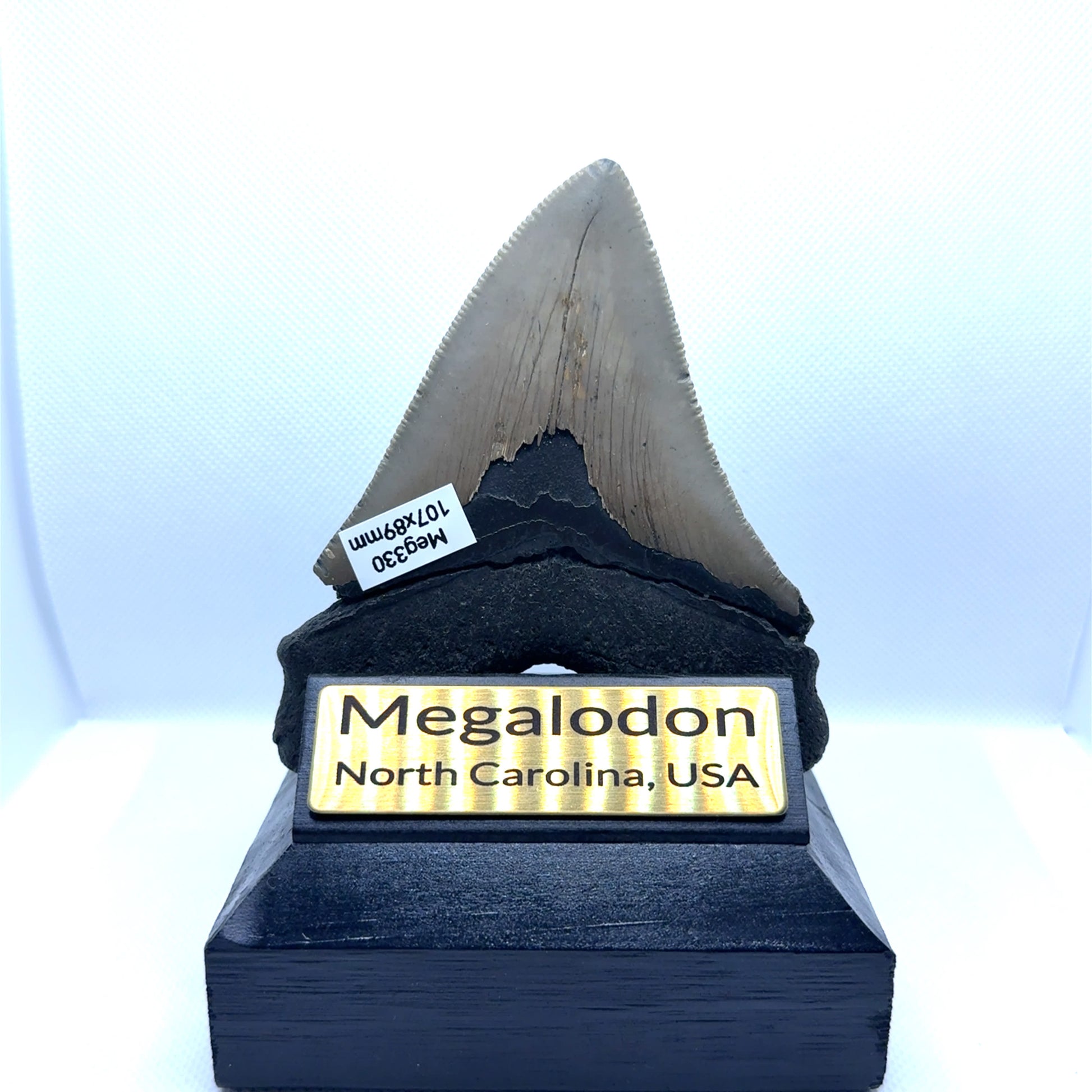 107x89mm natural Megalodon tooth fossil from North Carolina USA - MEG330 image 2