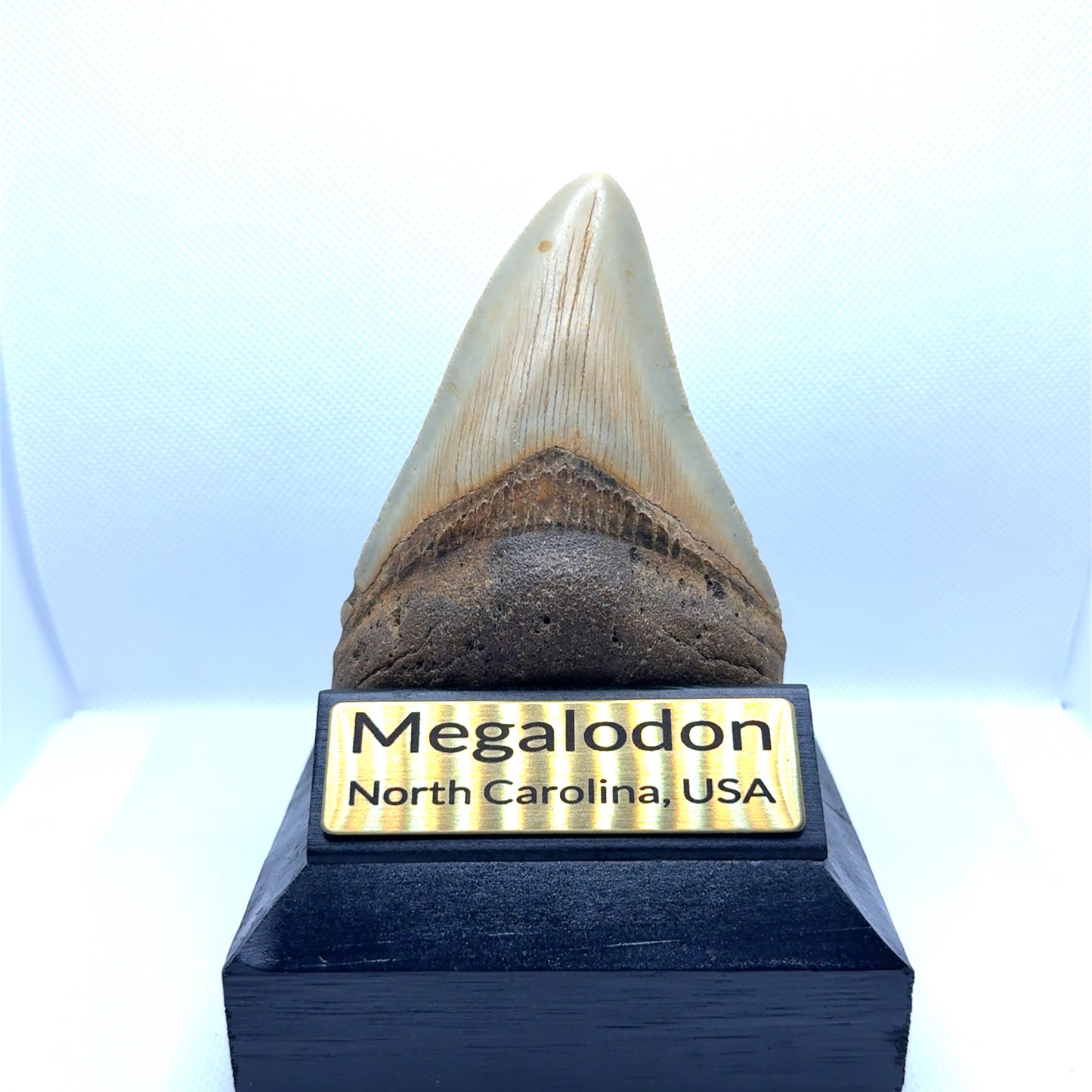 104x75mm natural Megalodon tooth fossil from North Carolina USA - MEG327 image 2