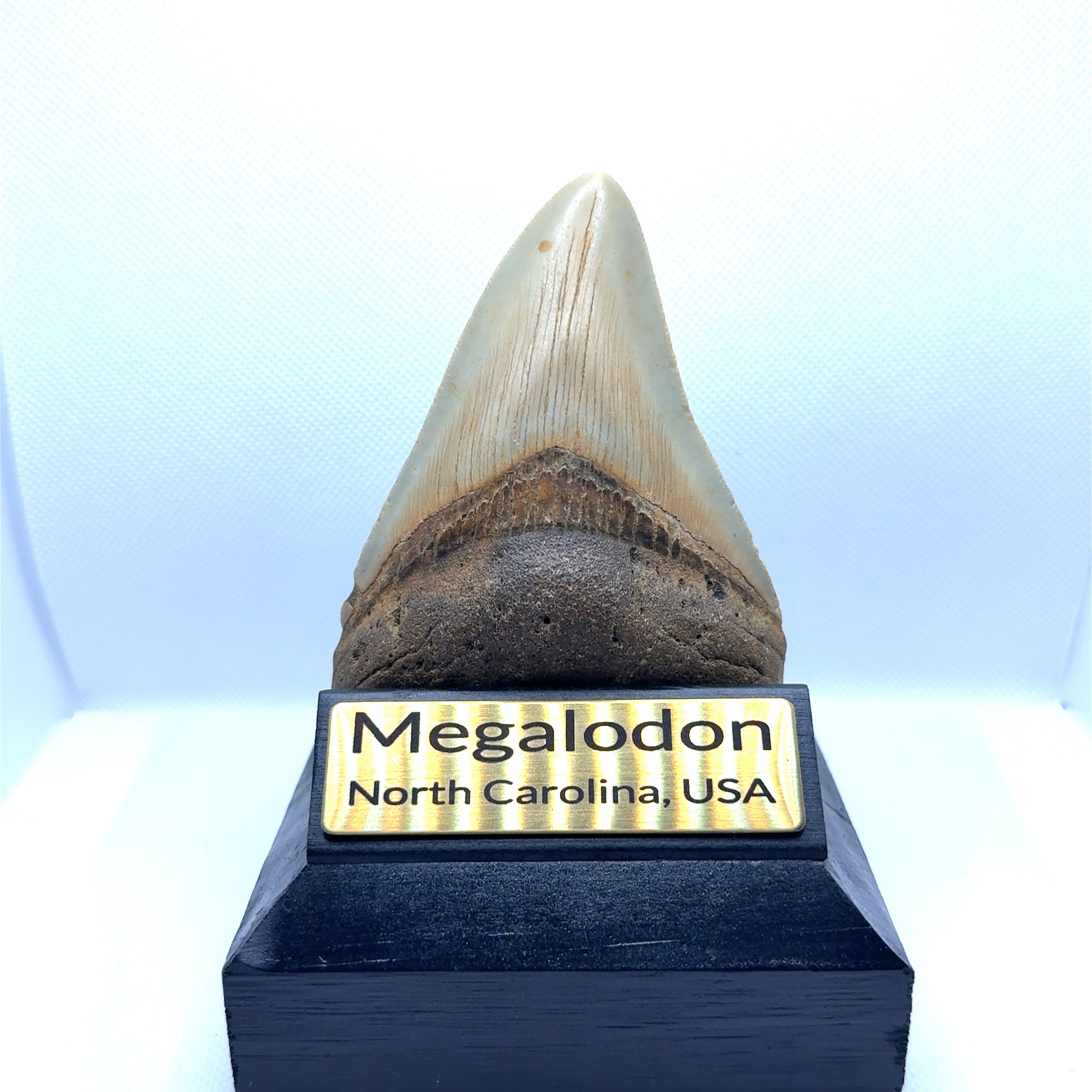 104x75mm natural Megalodon tooth fossil from North Carolina USA - MEG327 image 2