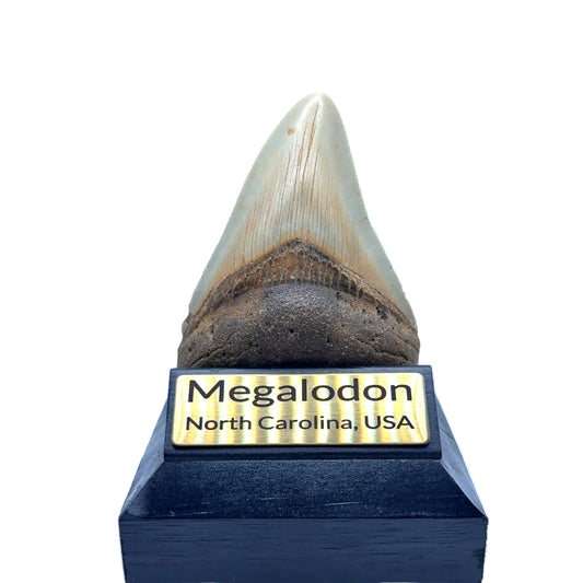 104x75mm natural Megalodon tooth fossil from North Carolina USA - MEG327 image 2