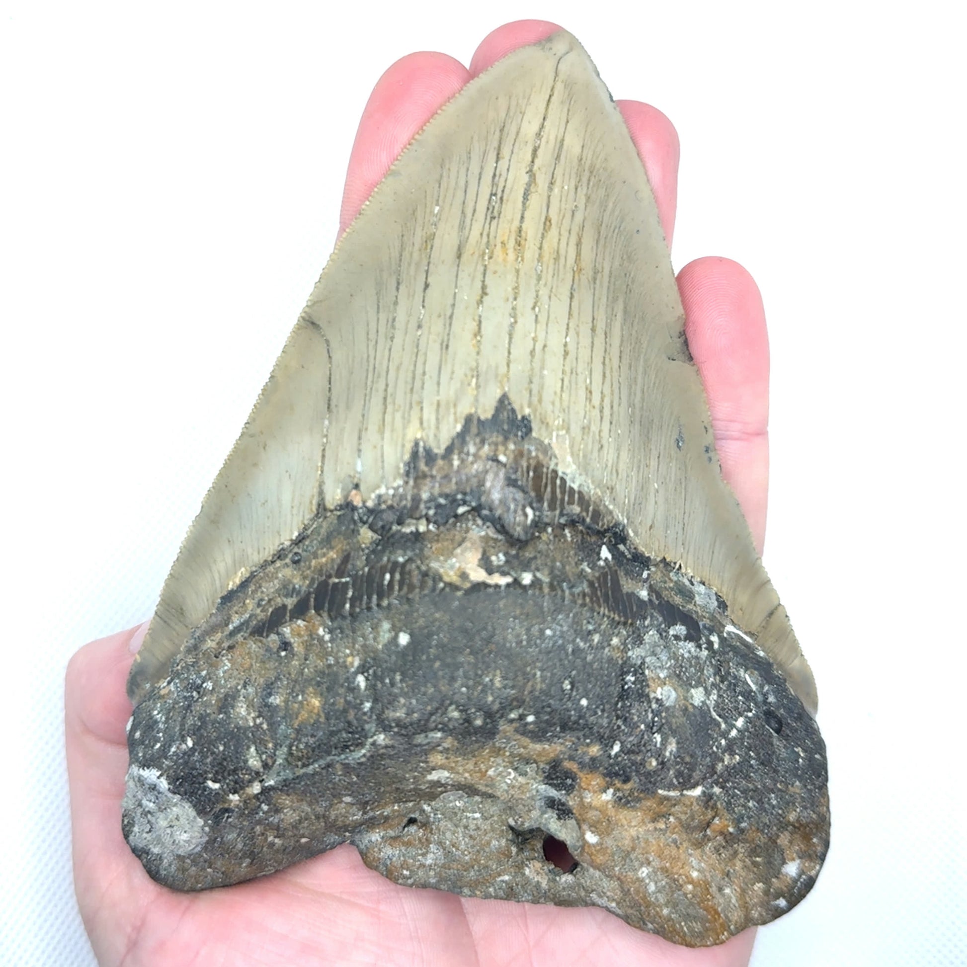 Megalodon tooth MEG338 image 3