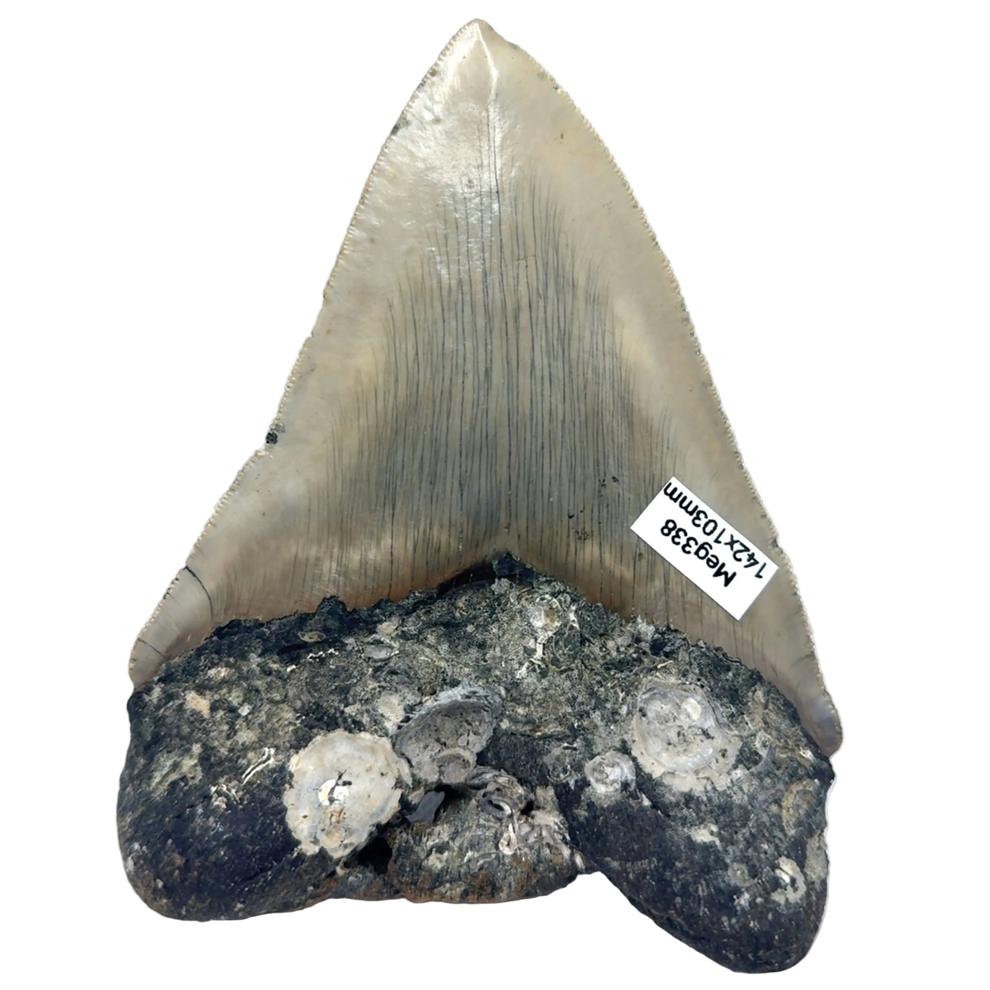 Megalodon tooth MEG338 image 4