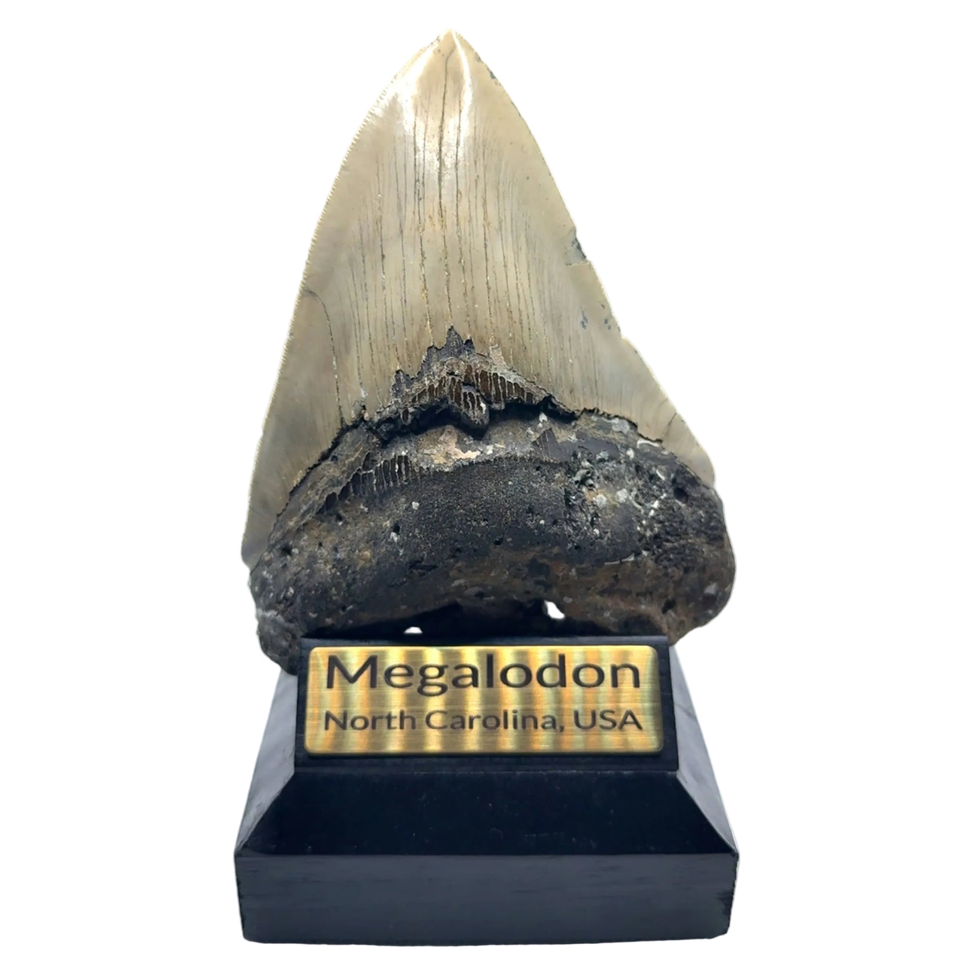 Megalodon tooth MEG338 image 2