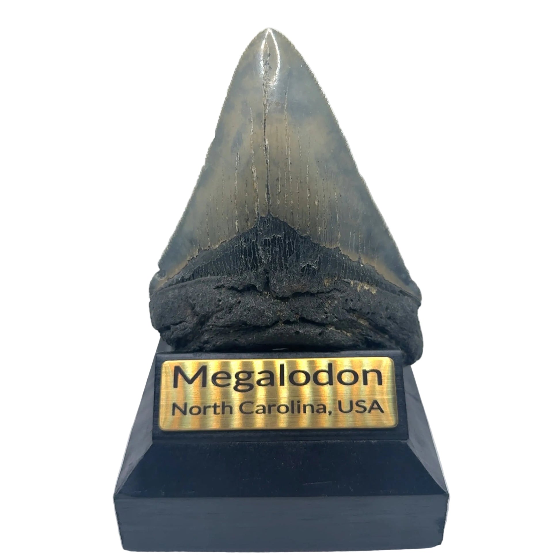 119mm Megalodon Tooth North Carolina SKU MEG339 Image 1