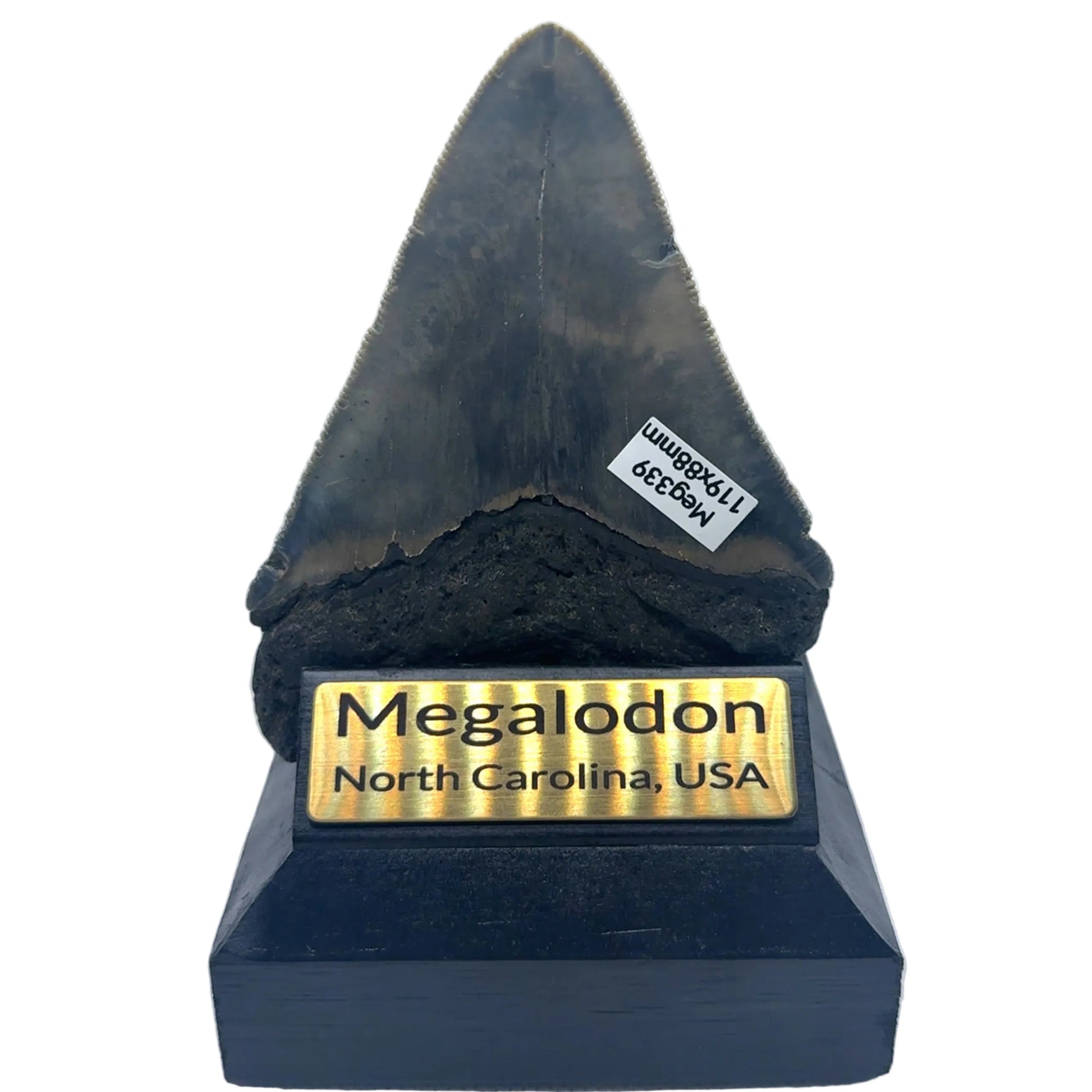 119mm Megalodon Tooth North Carolina SKU MEG339 Image 2
