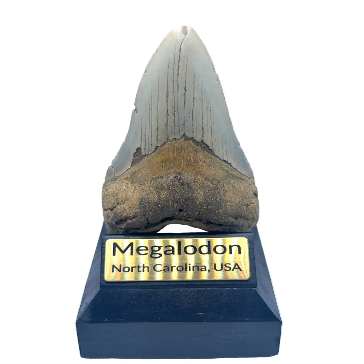 Authentic Megalodon Tooth SKU MEG341 Image 1