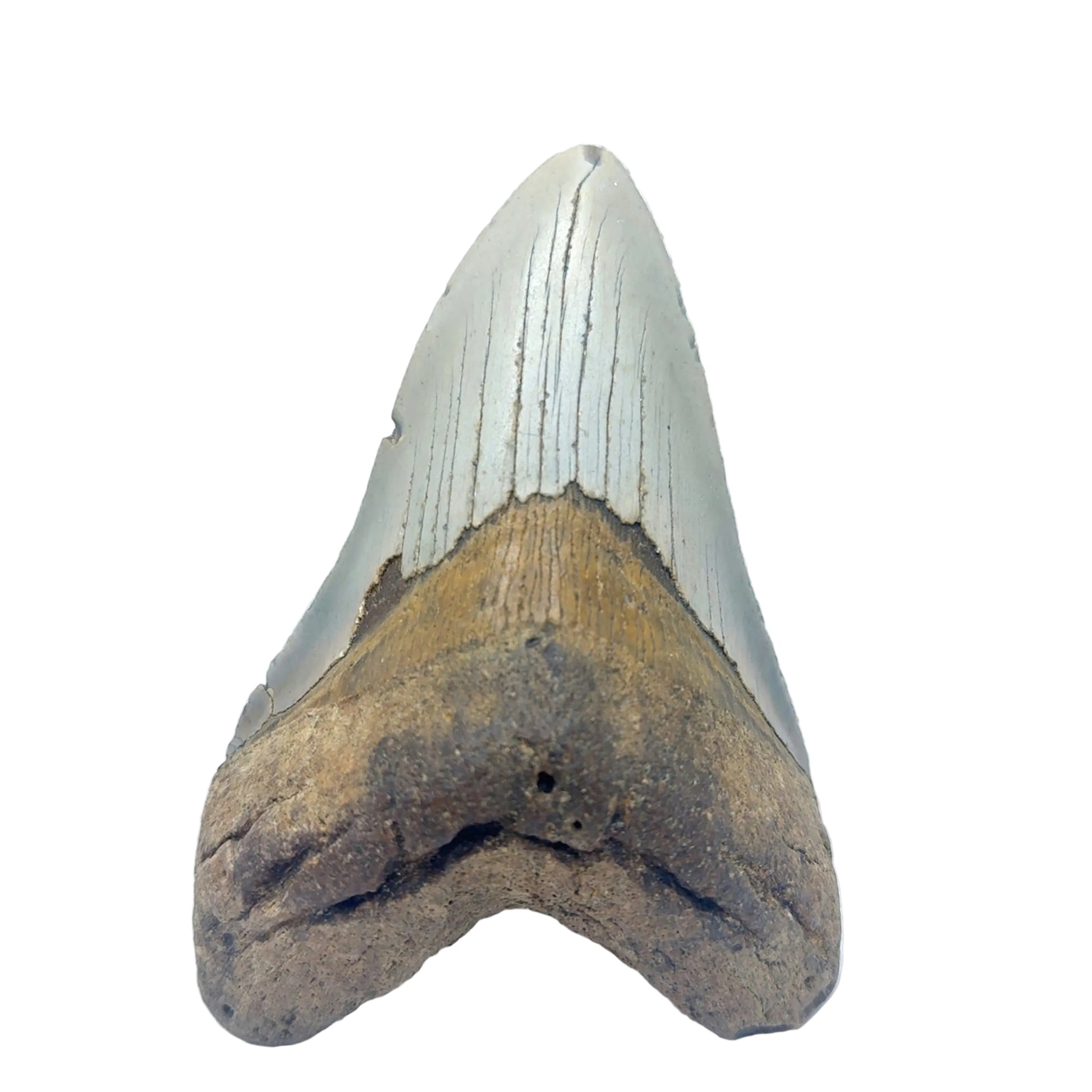 Authentic Megalodon Tooth SKU MEG341 Image 2