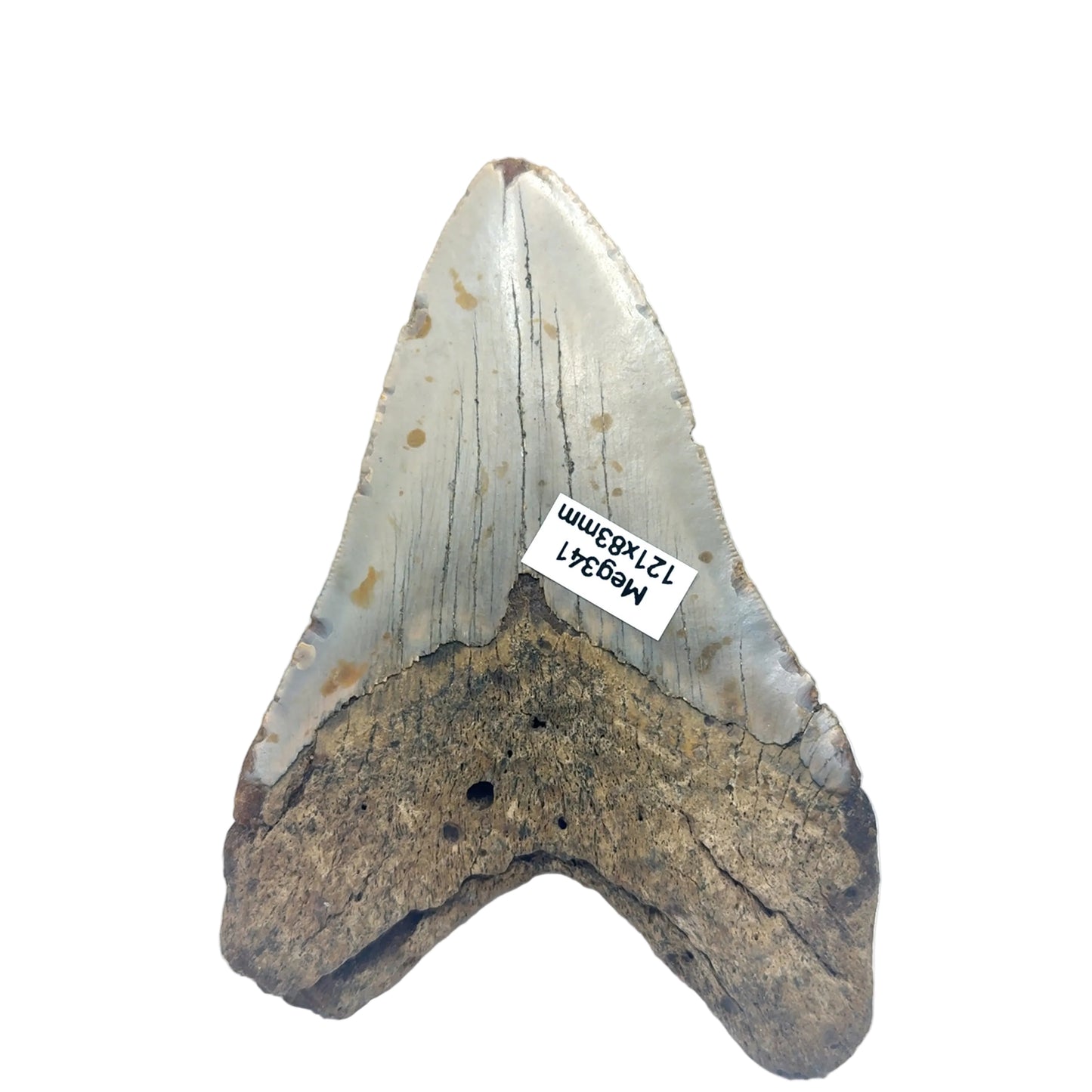 Authentic Megalodon Tooth SKU MEG341 Image 3