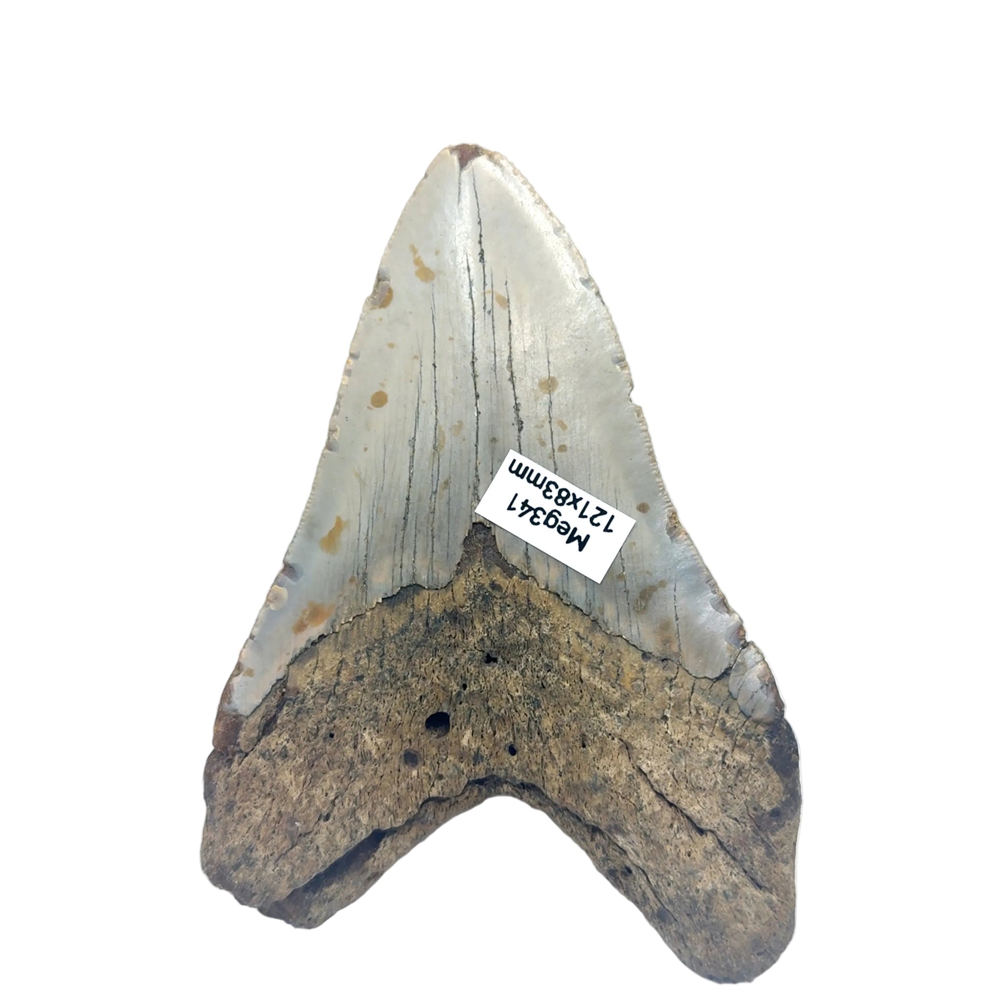Authentic Megalodon Tooth SKU MEG341 Image 3