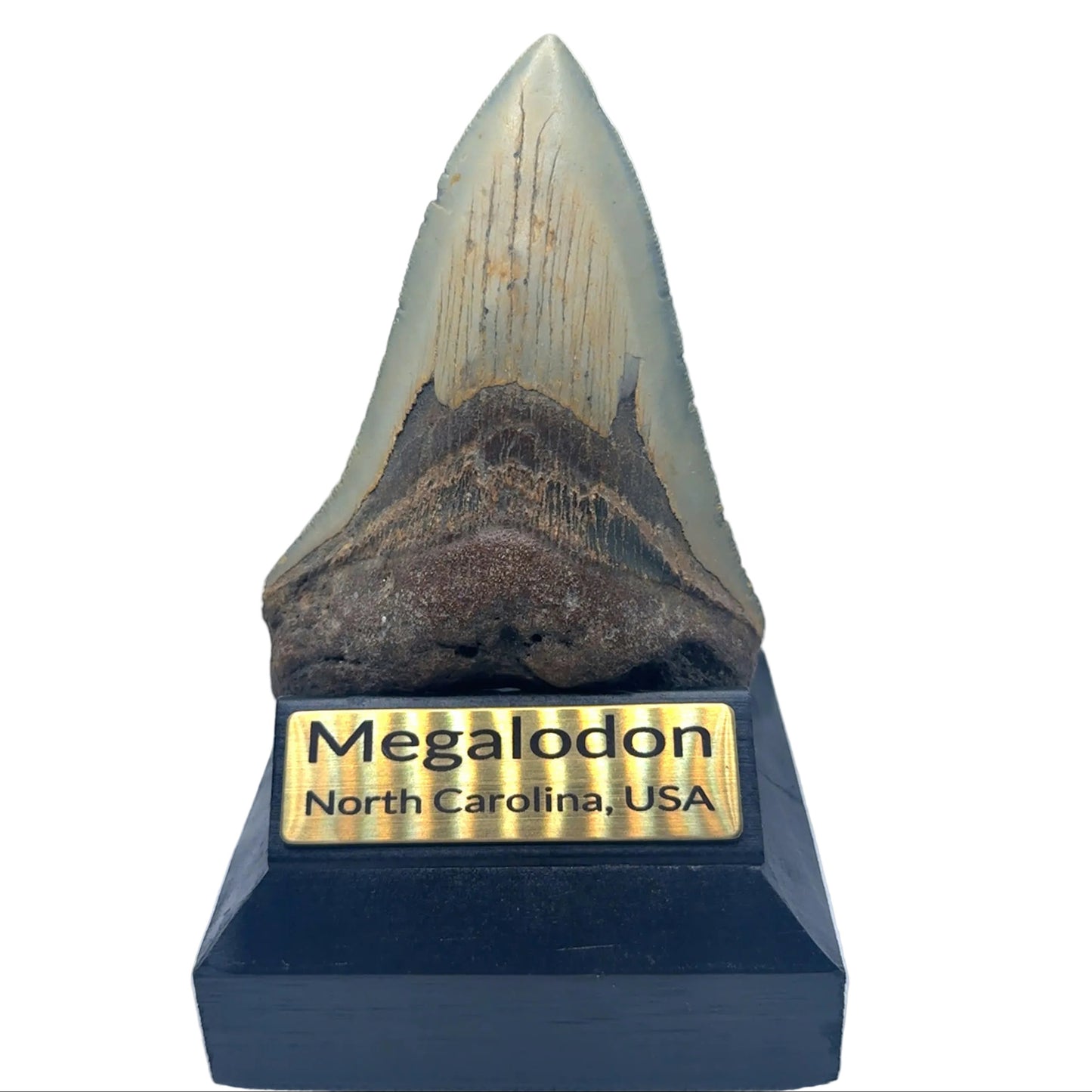 125mm Megalodon Tooth North Carolina MEG343 Image 1