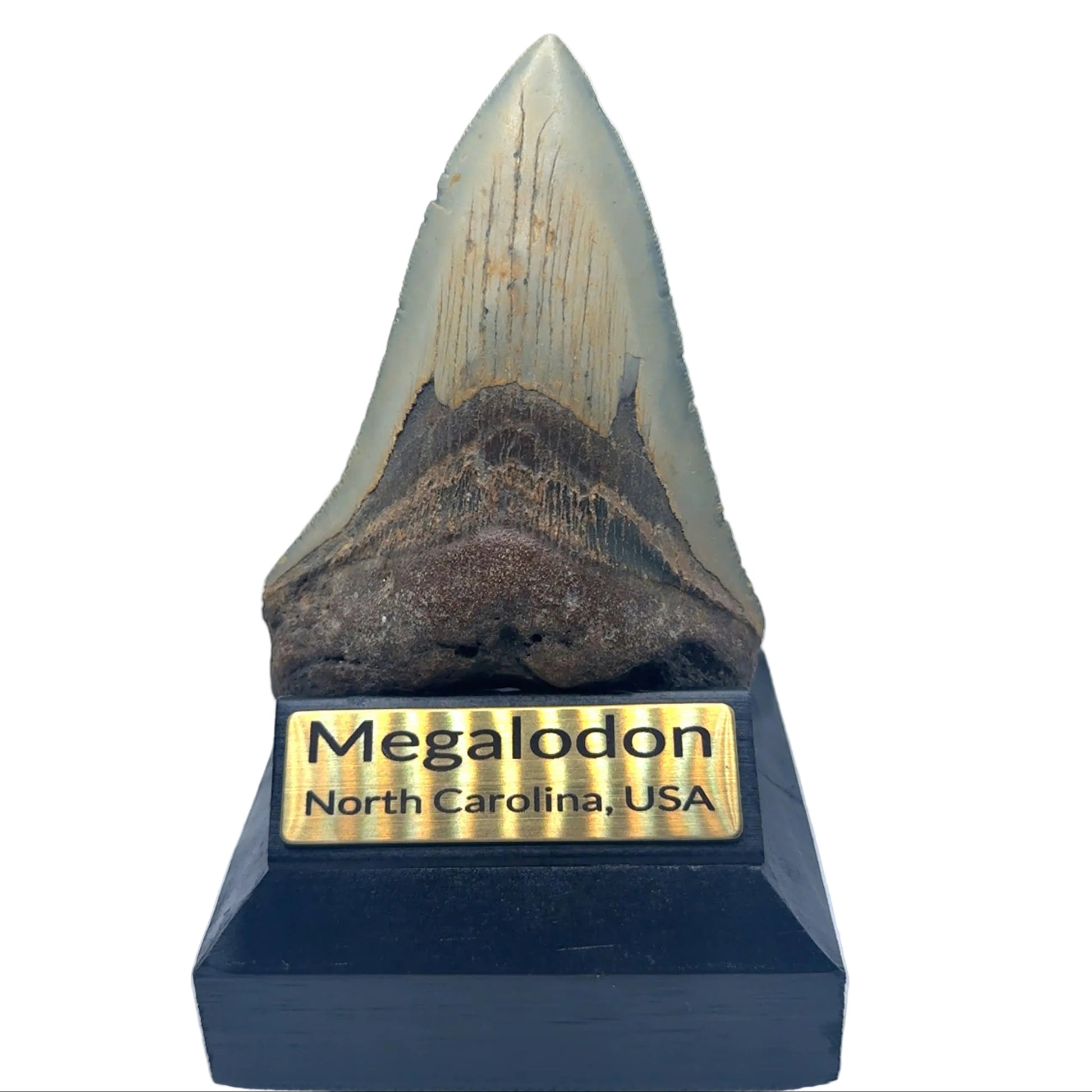 125mm Megalodon Tooth North Carolina MEG343 Image 1