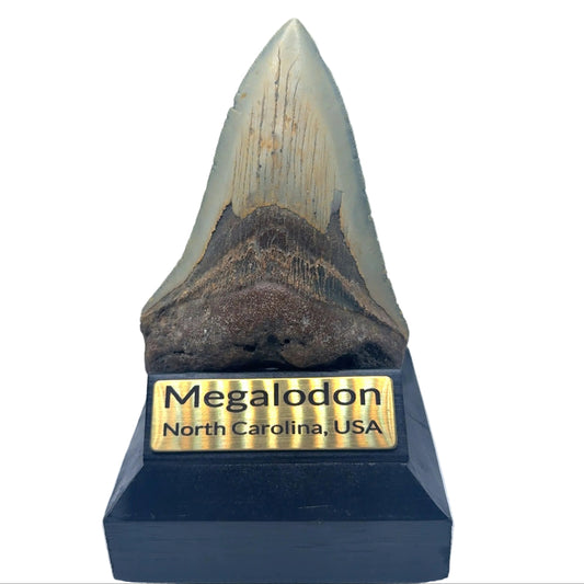 125mm Megalodon Tooth North Carolina MEG343 Image 1