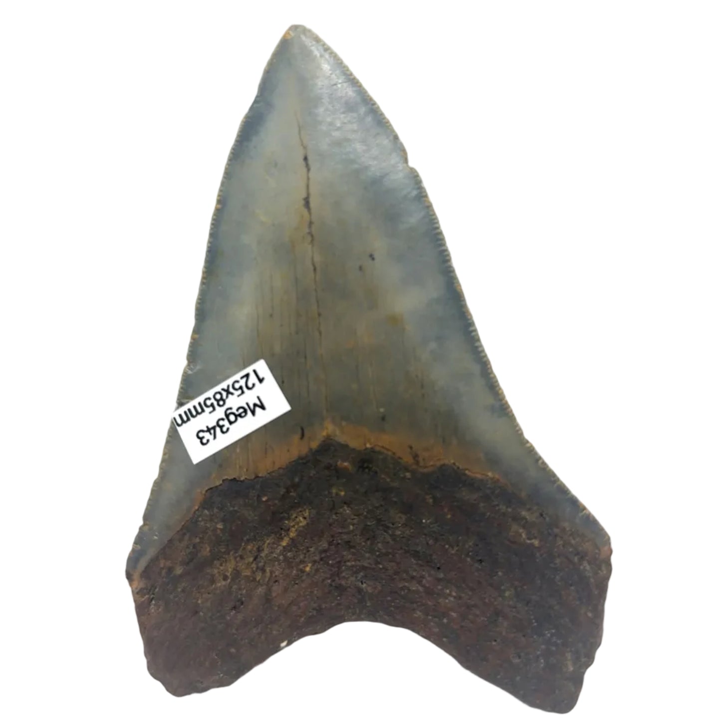 125mm Megalodon Tooth North Carolina MEG343 Image 2