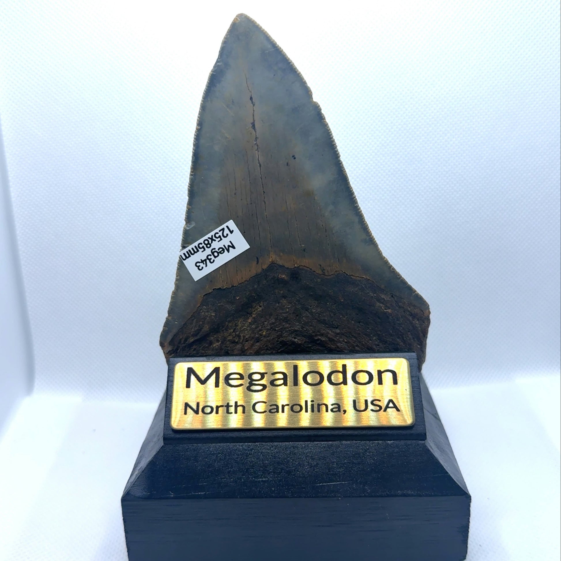 125mm Megalodon Tooth North Carolina MEG343 Image 3