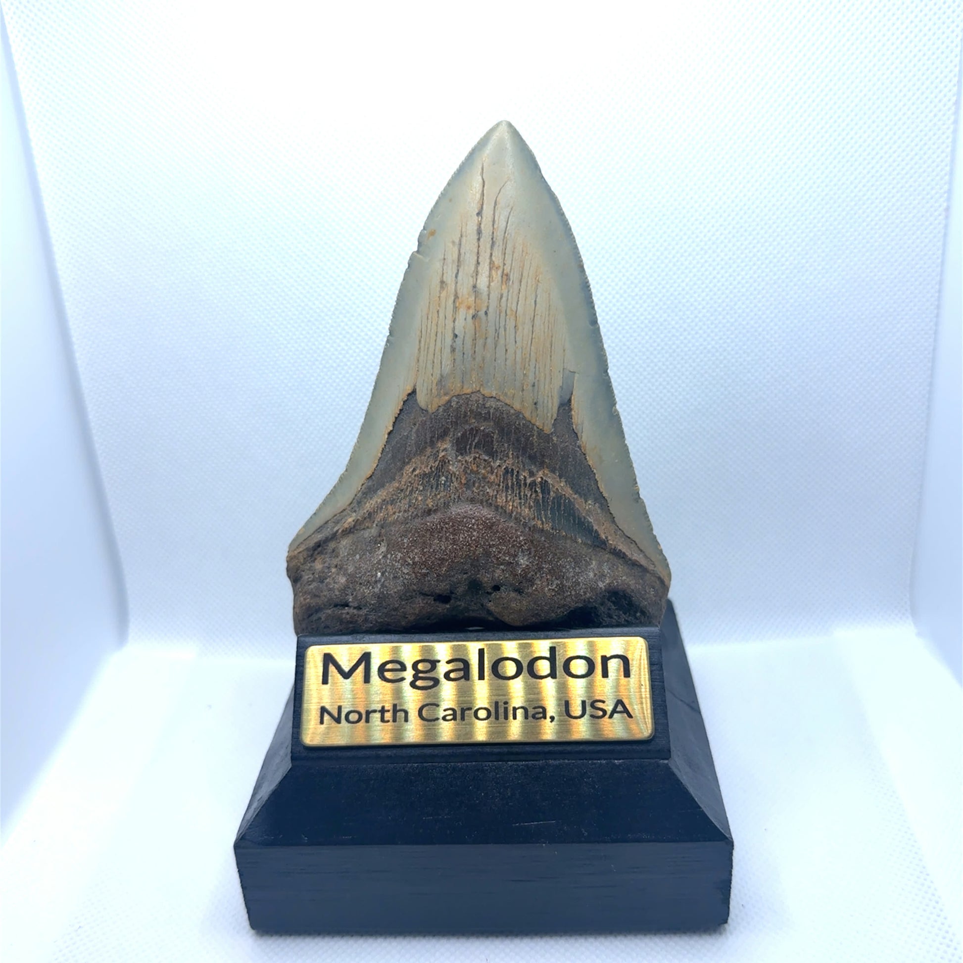125mm Megalodon Tooth North Carolina MEG343 Image 4