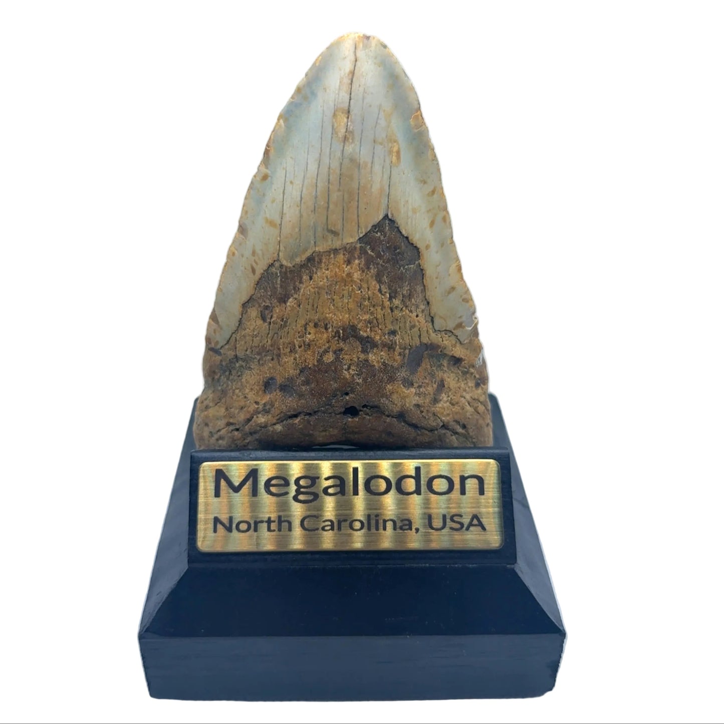 MEG377 image 1: 111mm megalodon tooth from North Carolina showing natural brown enamel