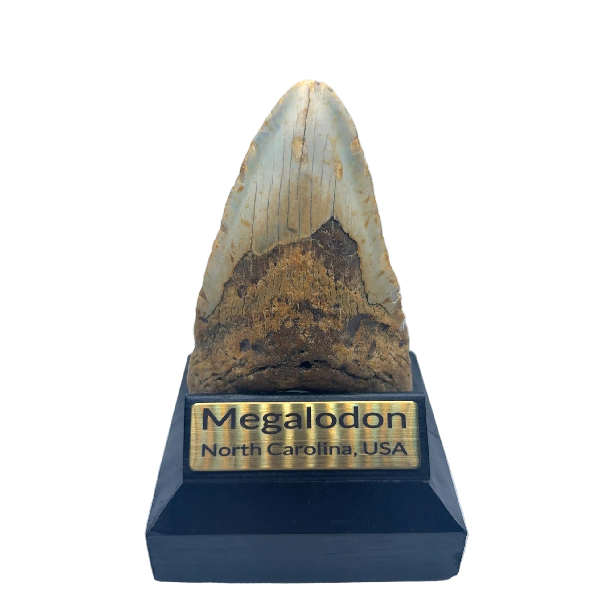 111mm Megalodon Tooth North Carolina USA SKU MEG377 Image 1