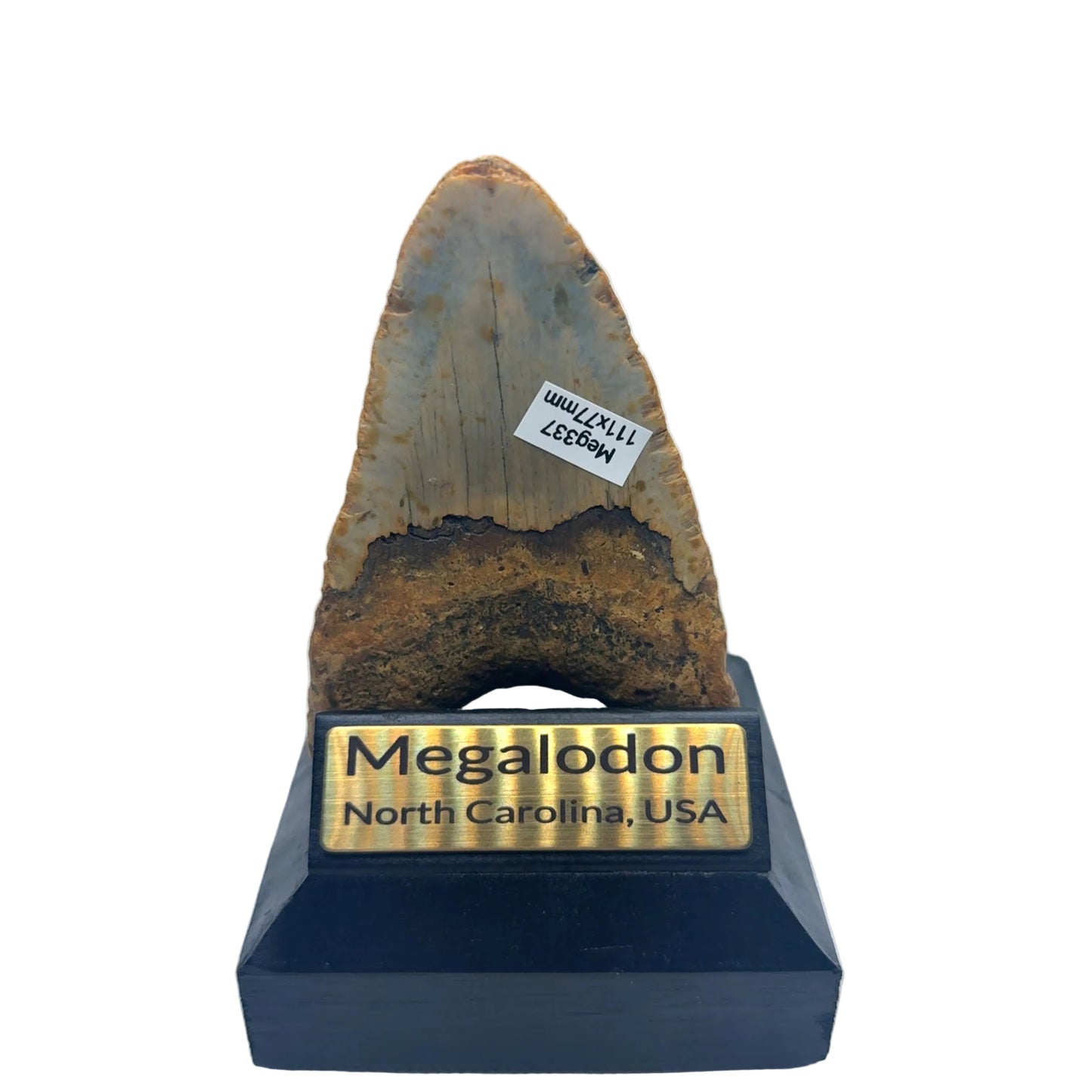 MEG377 image 2: Close-up of serrations and bourlette on megalodon tooth