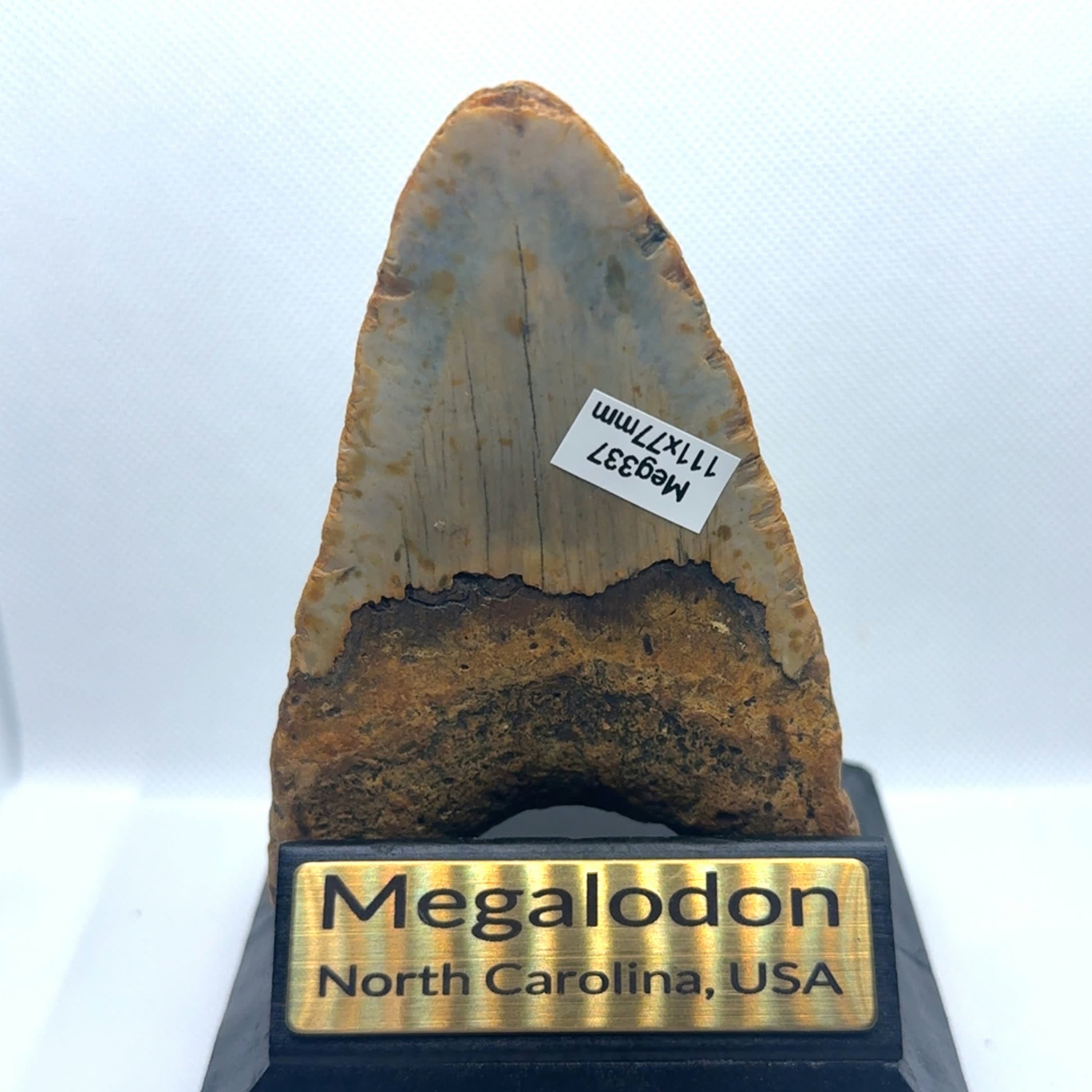 111mm Megalodon Tooth North Carolina USA SKU MEG377 Image 2