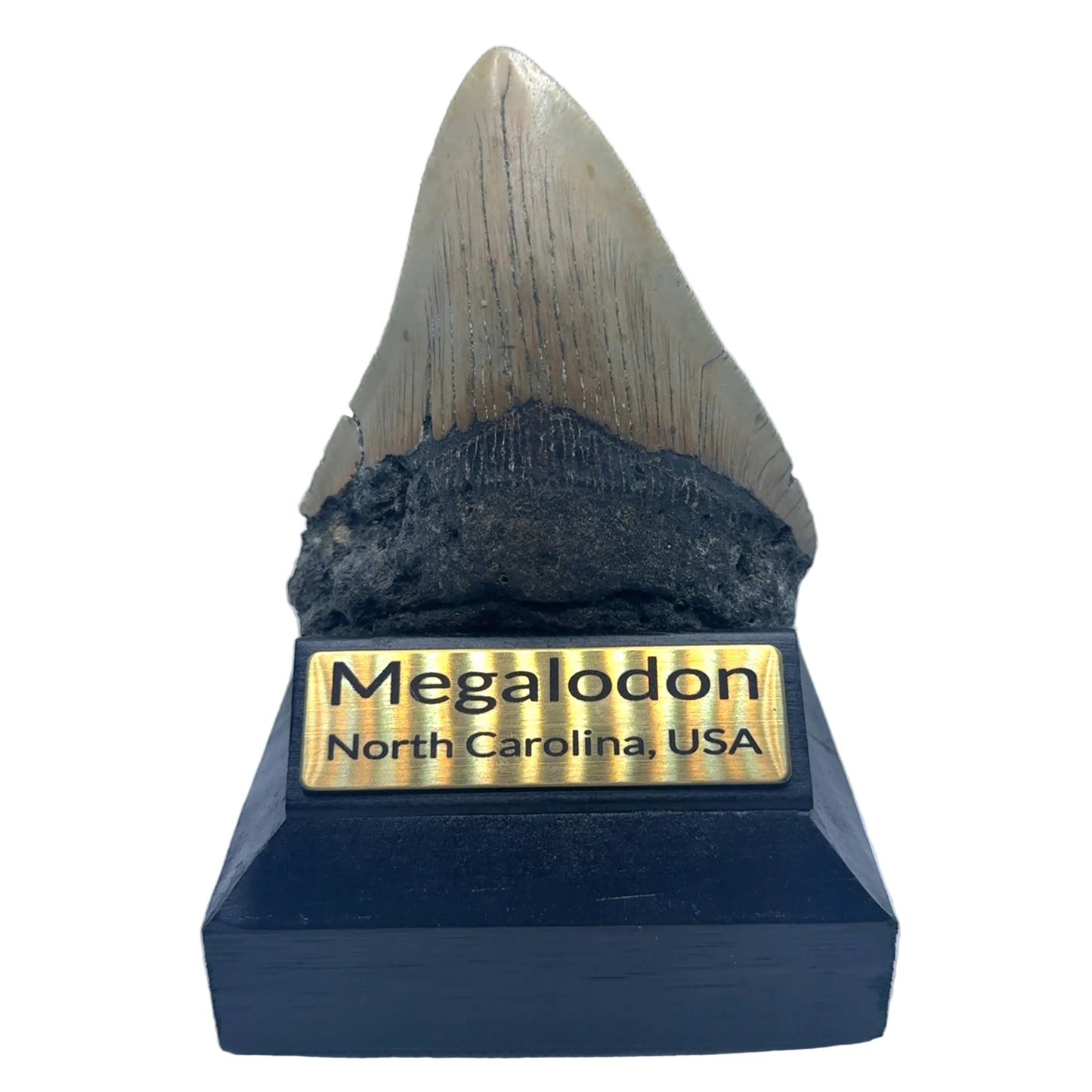 106mm Megalodon Tooth North Carolina SKU MEG340 image 1