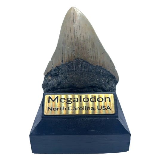 106mm Megalodon Tooth North Carolina SKU MEG340 image 1