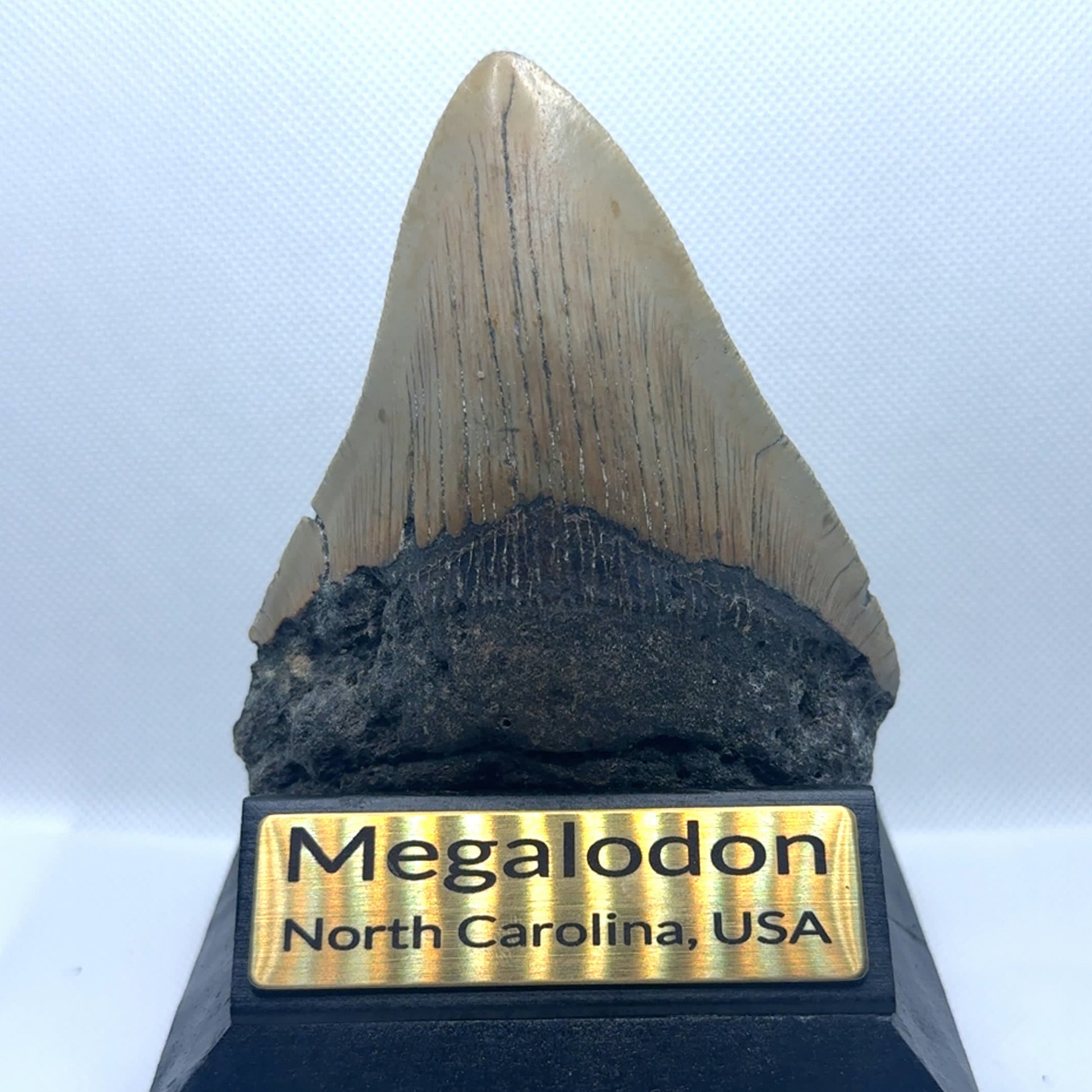 106mm Megalodon Tooth MEG340 image 1