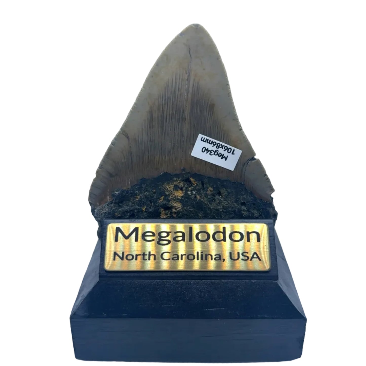 106mm Megalodon Tooth North Carolina SKU MEG340 image 2