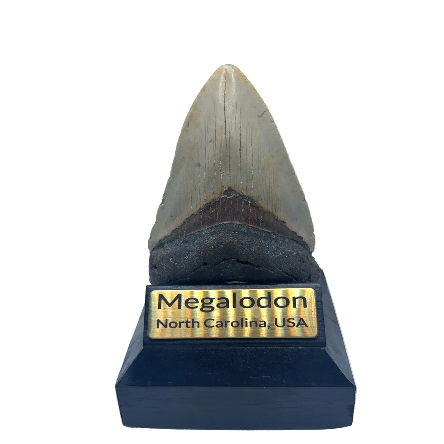 MEG342 Megalodon Tooth image 1