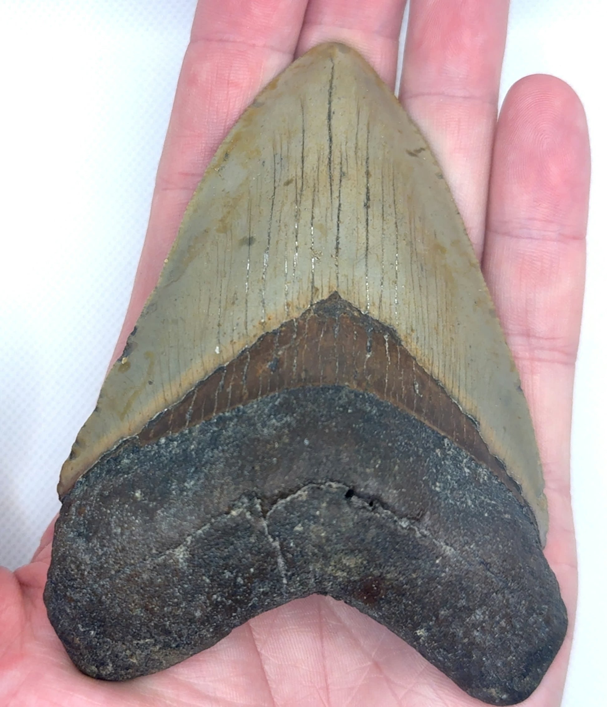 MEG342 Megalodon Tooth image 2