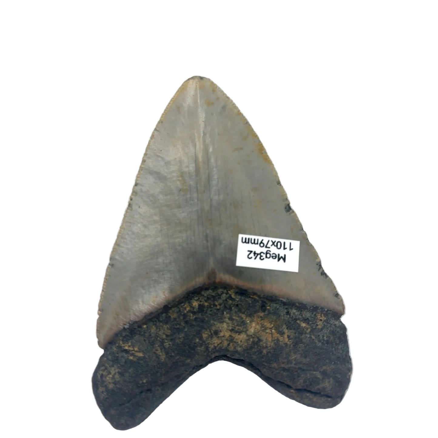 MEG342 Megalodon Tooth image 3