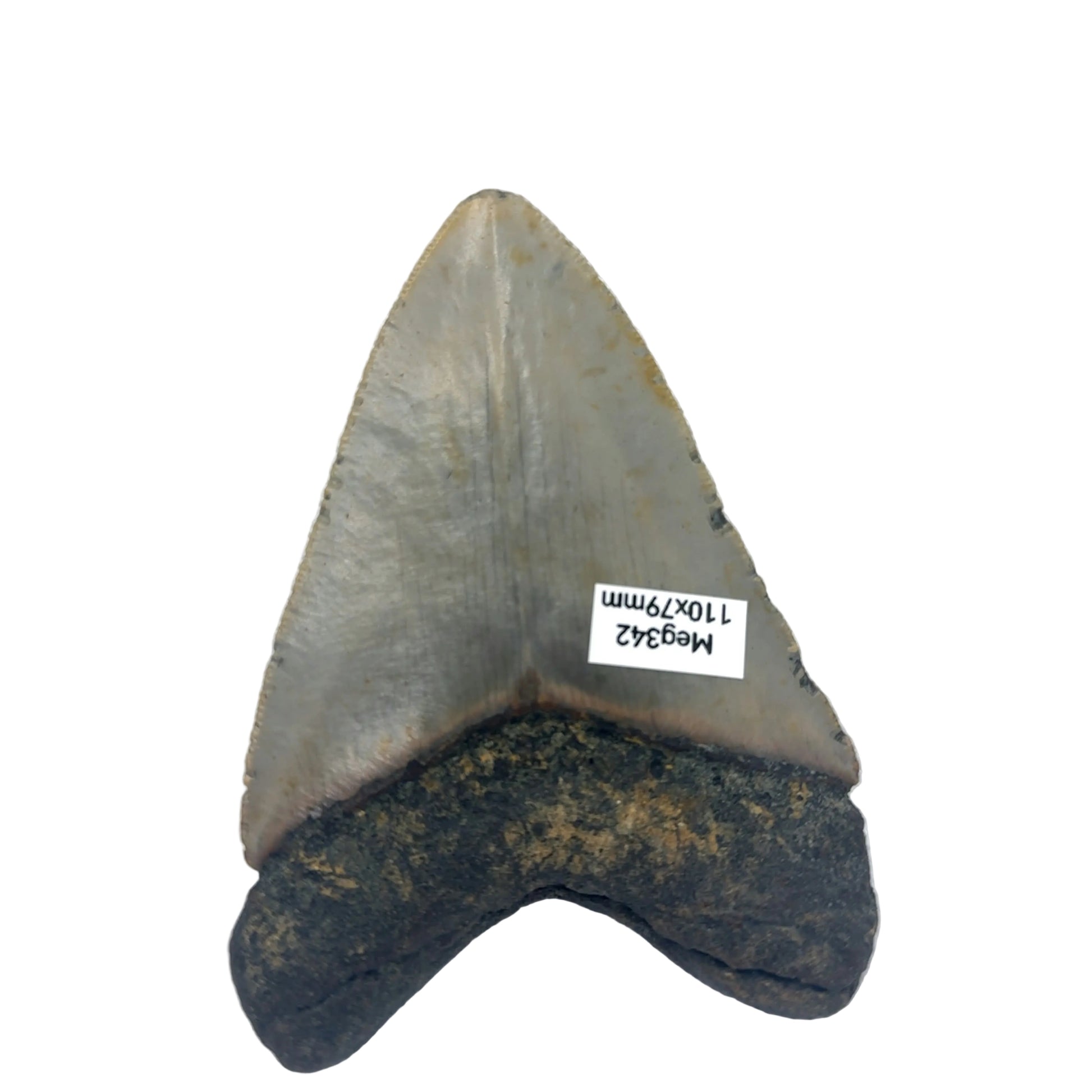 MEG342 Megalodon Tooth image 3