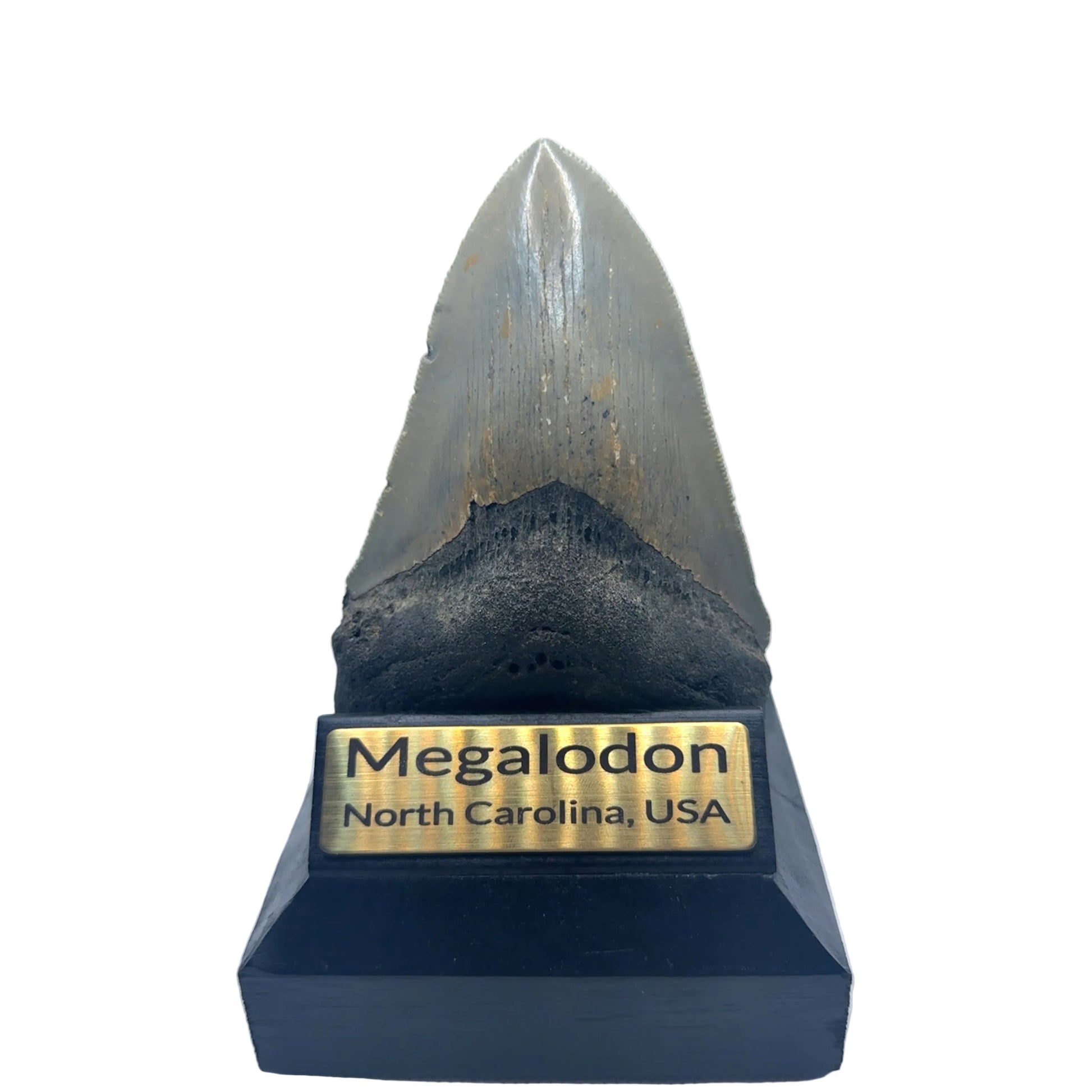 114mm Megalodon Tooth North Carolina USA SKU MEG344 Image 1