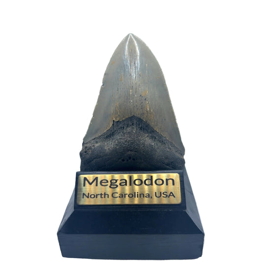 114mm Megalodon Tooth North Carolina USA SKU MEG344 Image 1