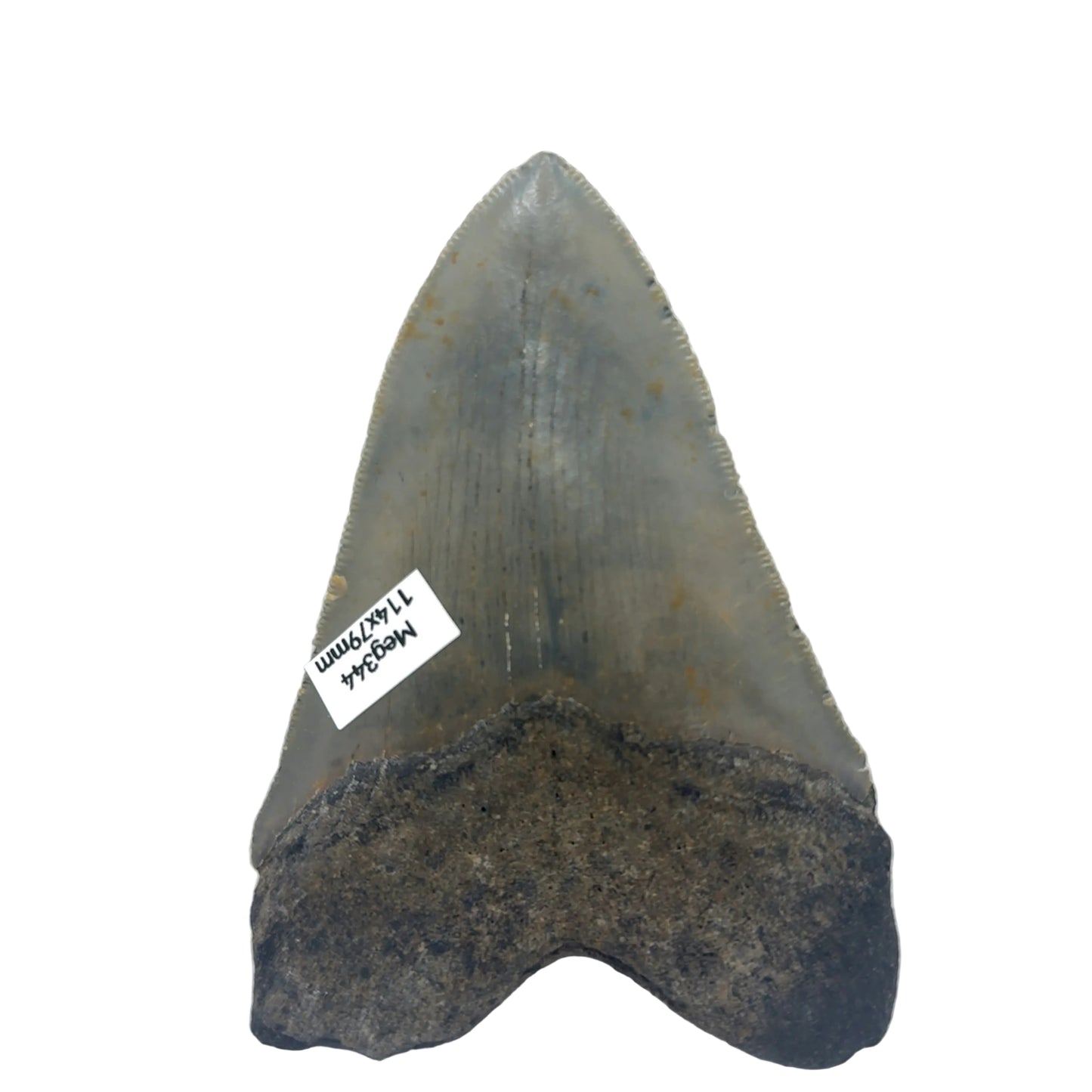 114mm Megalodon Tooth North Carolina USA SKU MEG344 Image 2