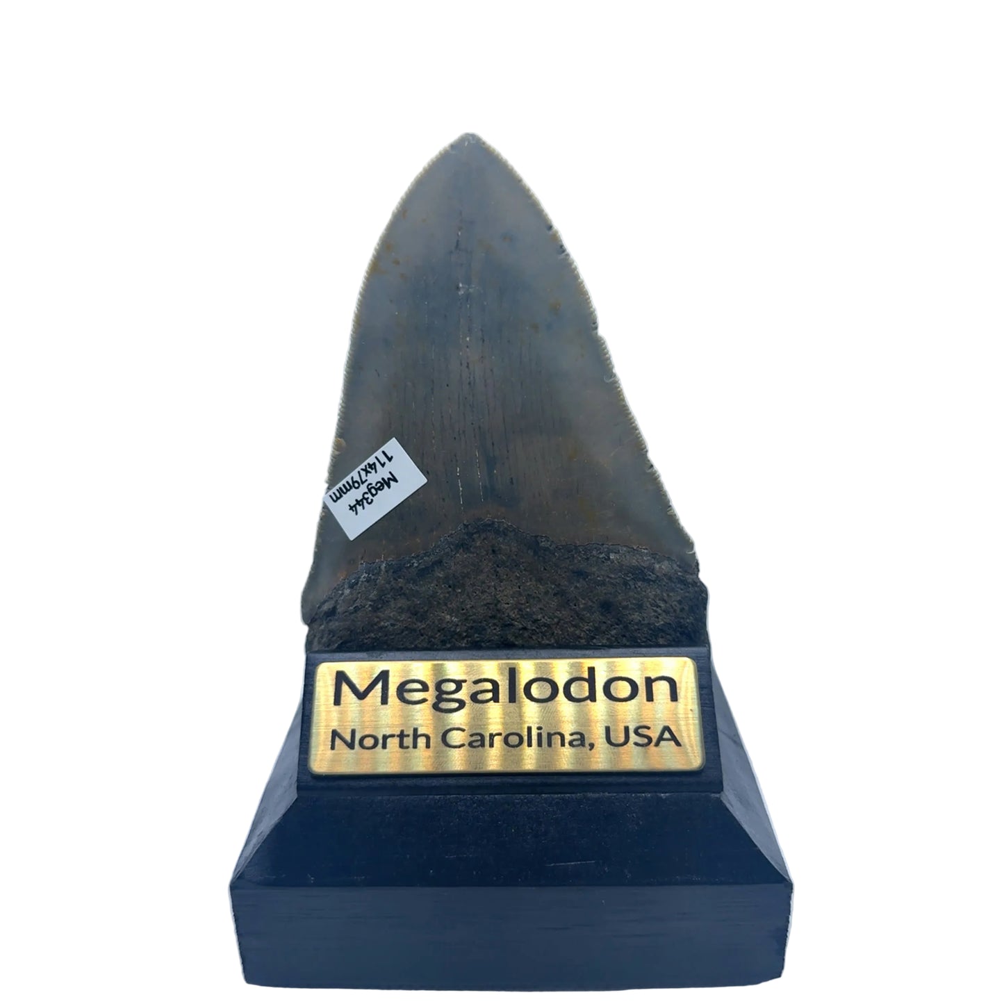 114mm Megalodon Tooth North Carolina USA SKU MEG344 Image 3
