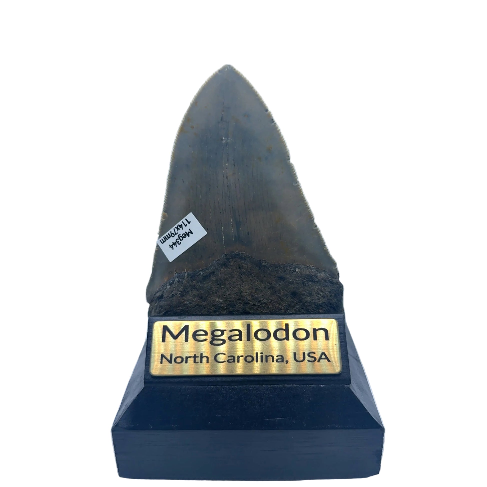 114mm Megalodon Tooth North Carolina USA SKU MEG344 Image 3